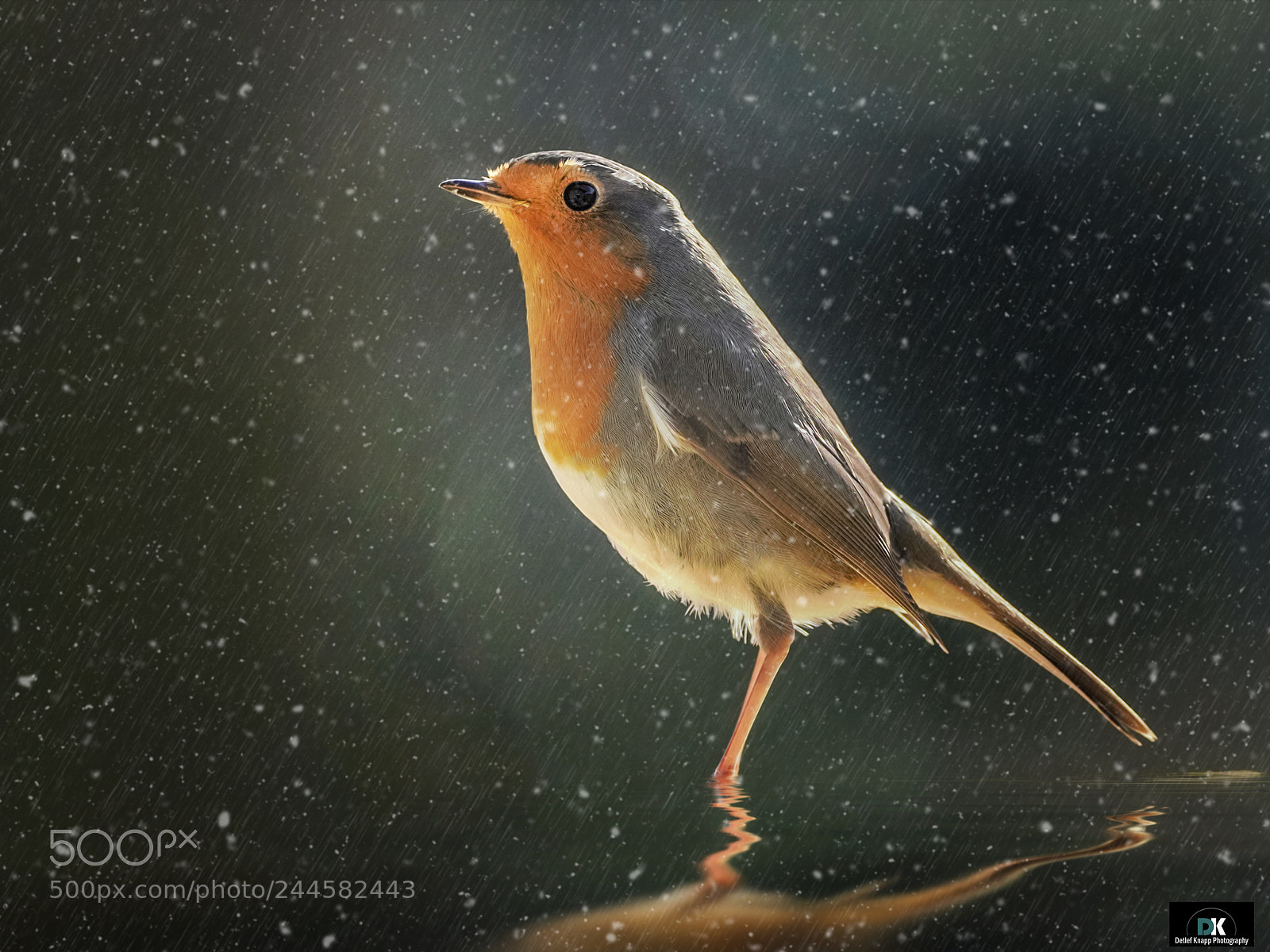 Sony a7R III sample photo. Robin photography