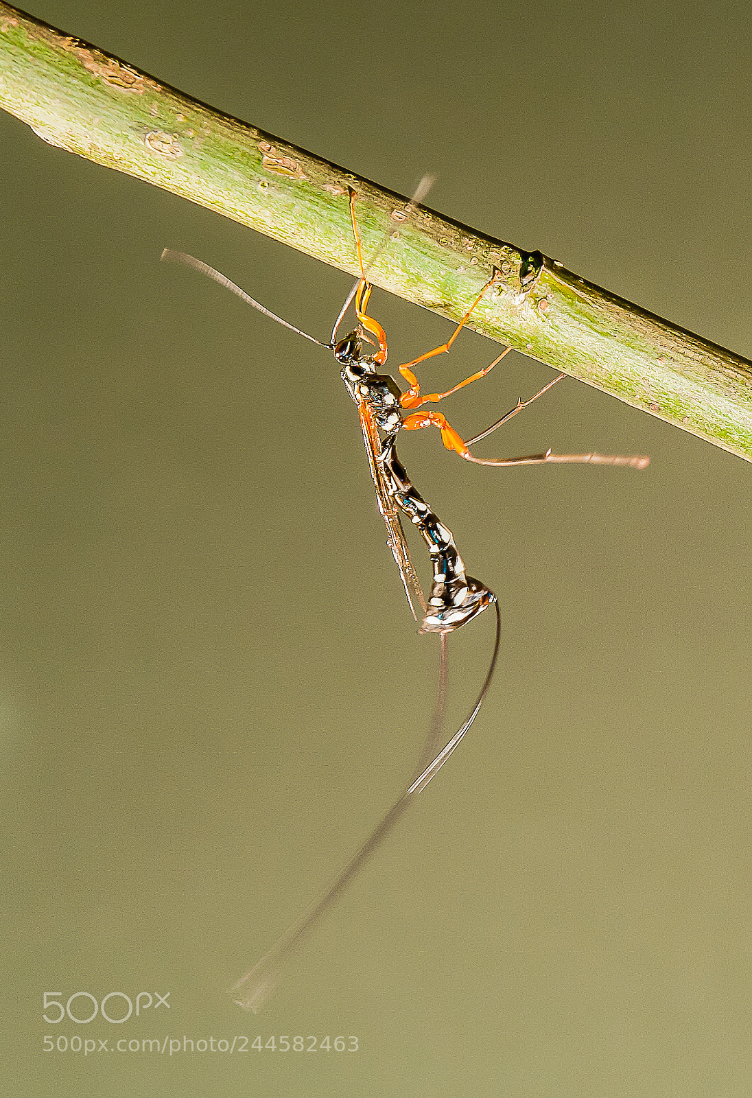 Nikon D700 sample photo. Dolichomitus photography