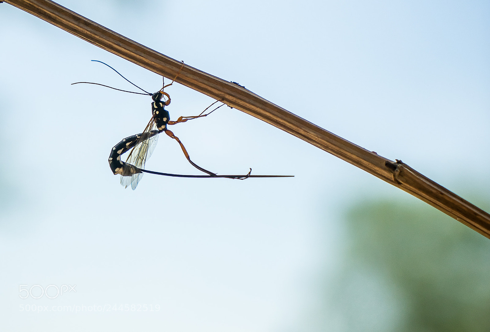 Sony a7 sample photo. Dolichomitus photography