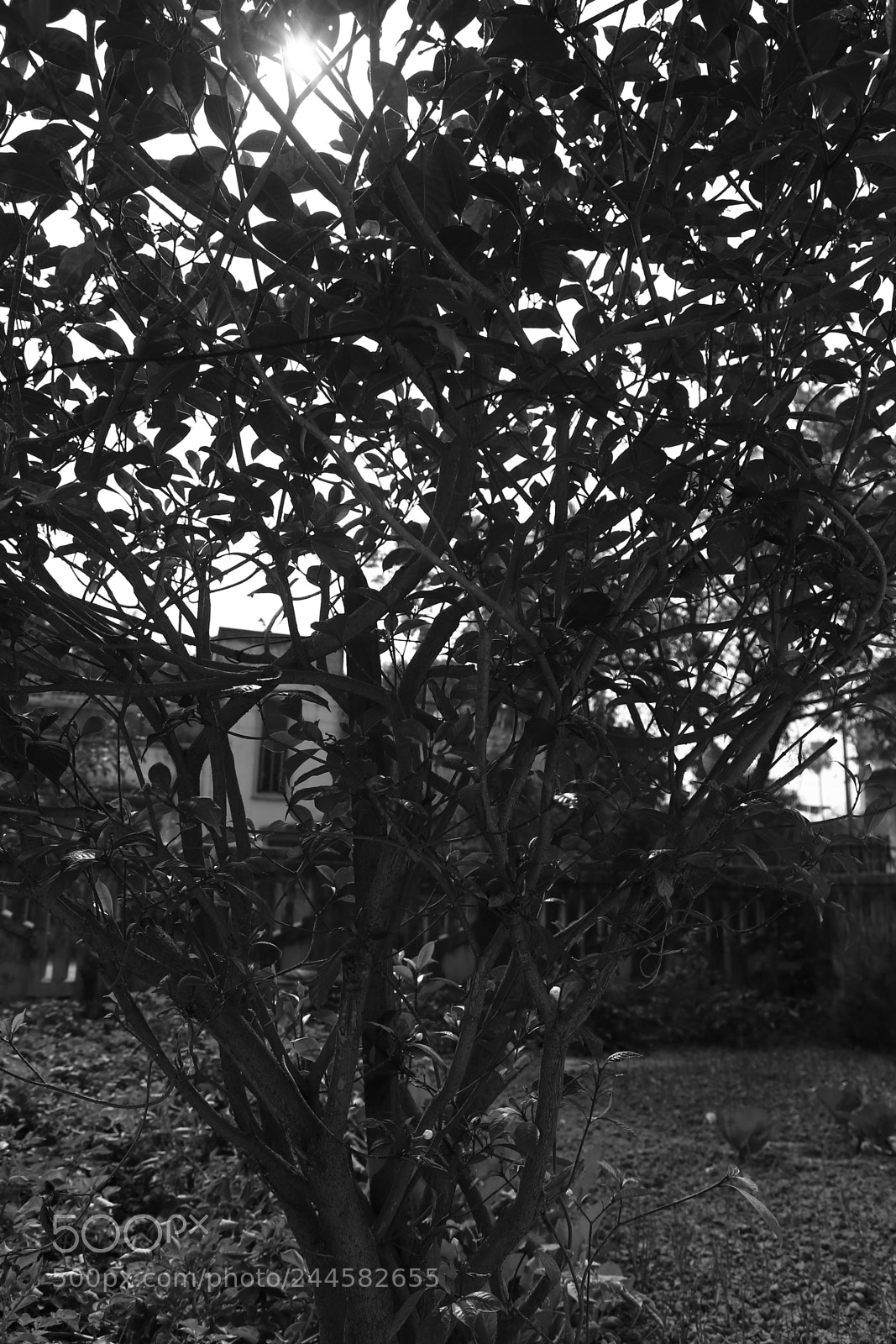 Canon EOS 6D + Canon EF 24-105mm F4L IS USM sample photo. Tree photography
