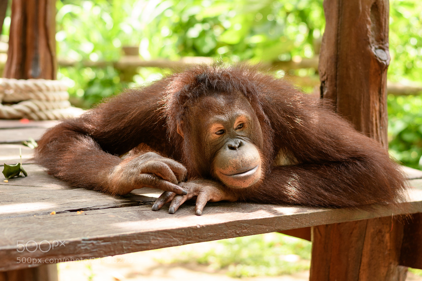 Nikon D7500 sample photo. Orangutan photography