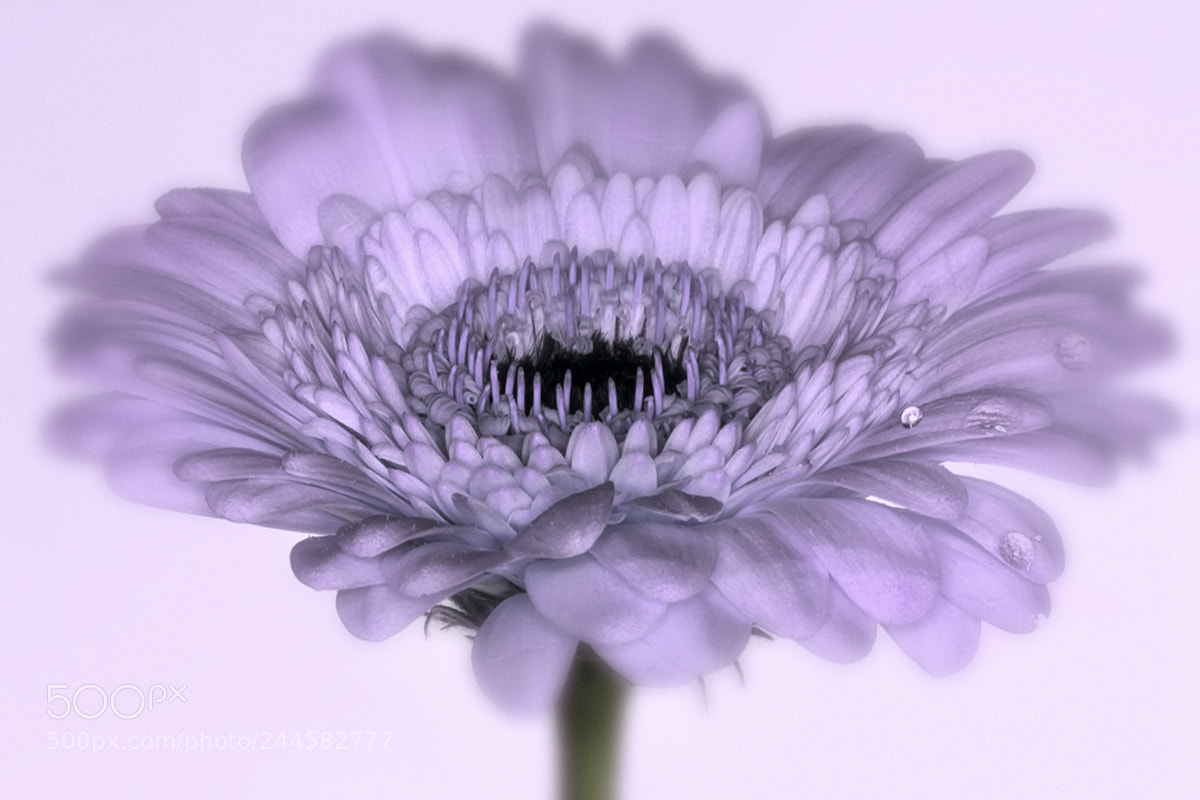 Canon EOS 60D sample photo. Gerbera photography