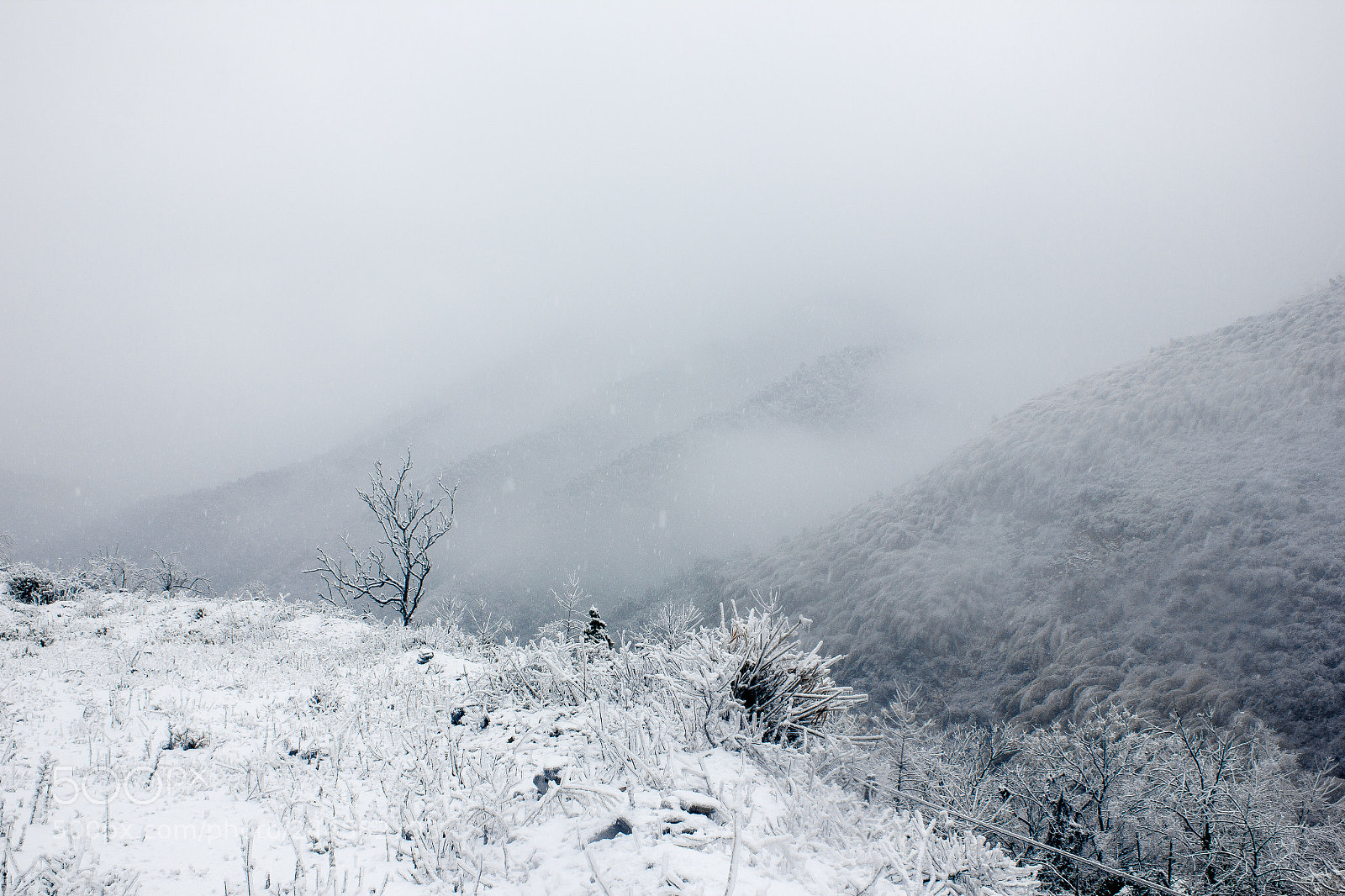 Canon EOS 550D (EOS Rebel T2i / EOS Kiss X4) sample photo. 雪 photography