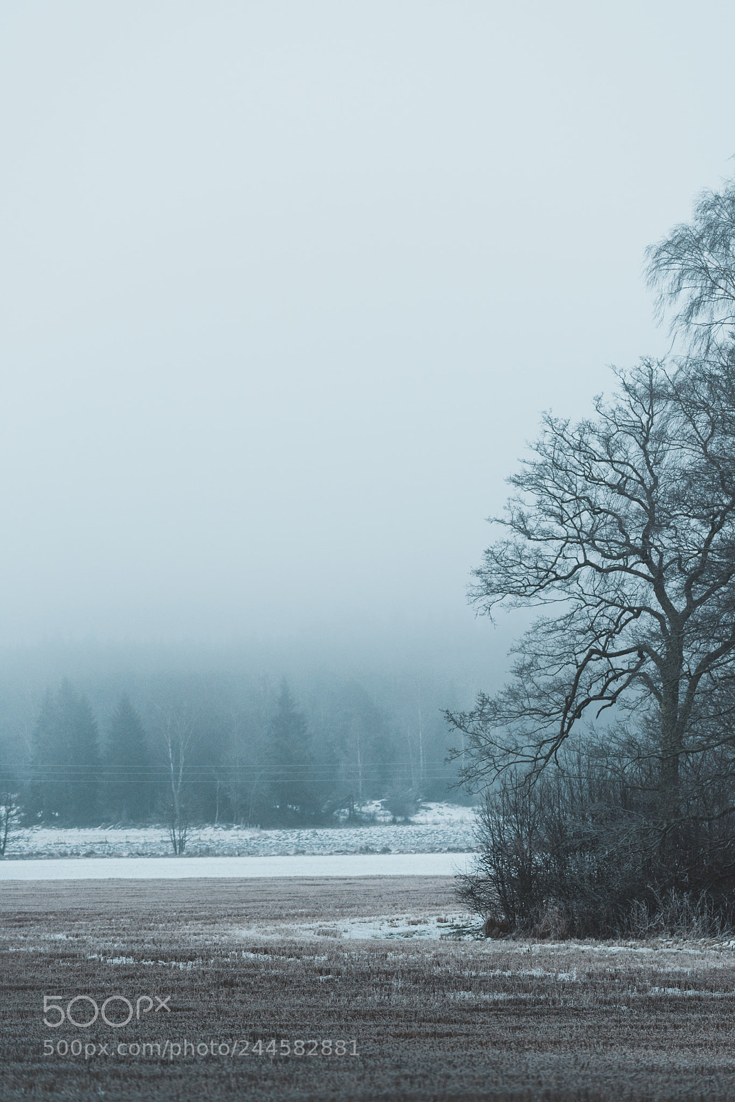 Nikon D810 sample photo. Trees in the fog photography