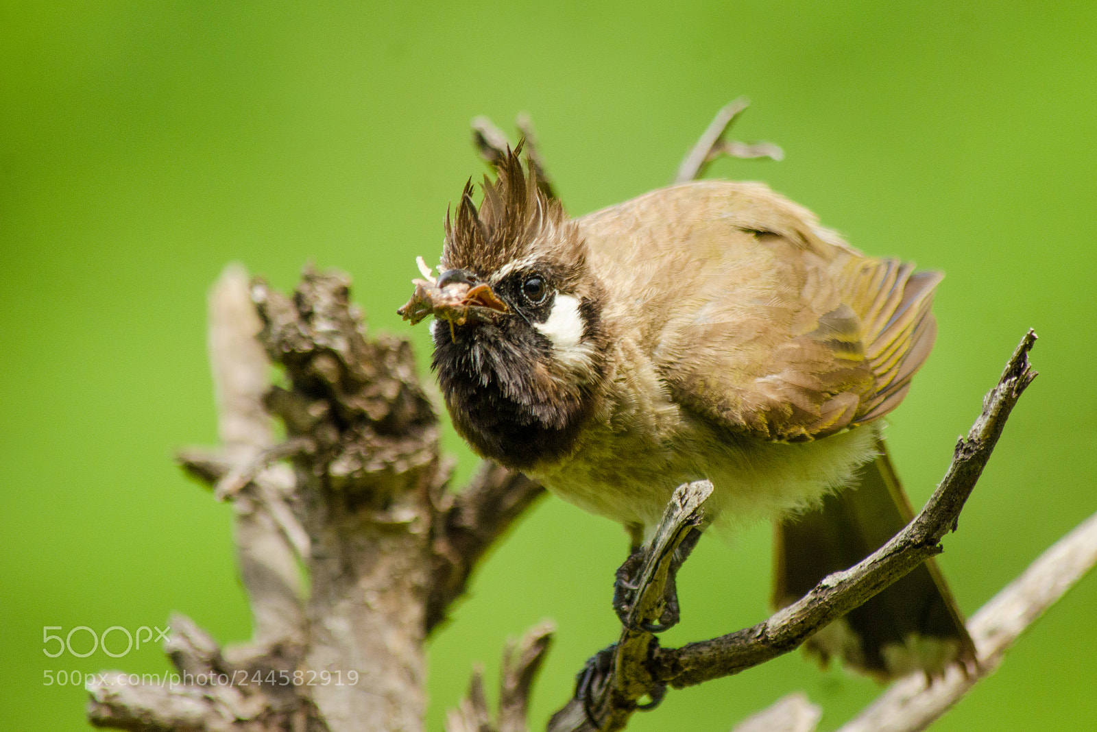 Nikon D5100 sample photo. Himalayan bulbul photography