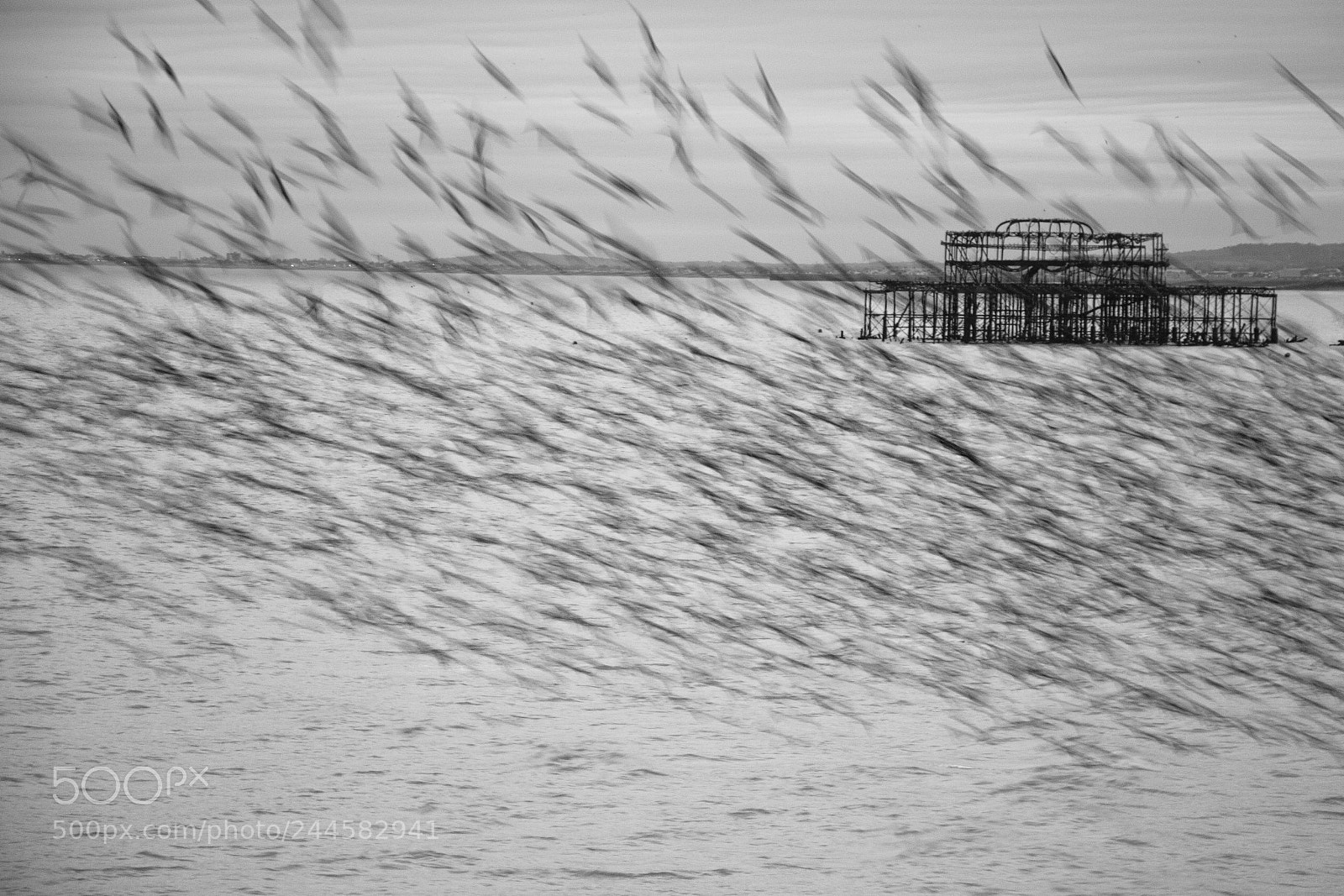 Canon EOS 100D (EOS Rebel SL1 / EOS Kiss X7) sample photo. Starlings photography