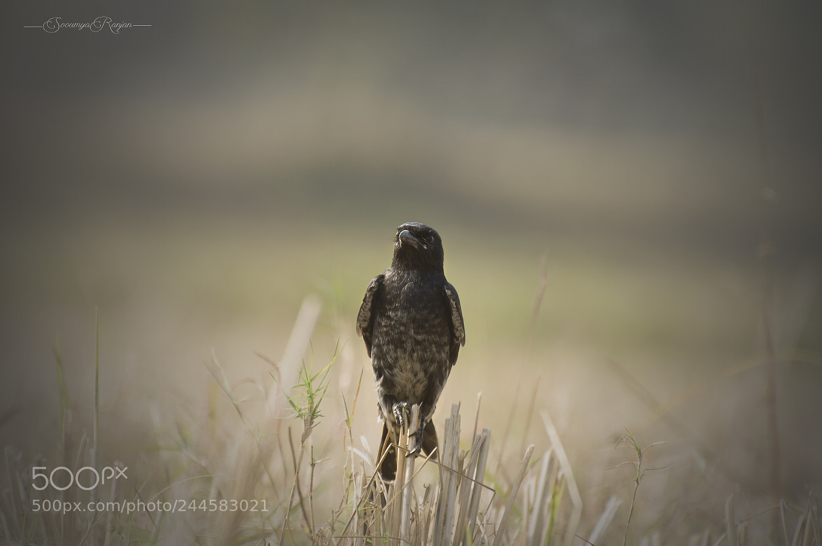 Nikon D90 sample photo. Black drongo photography