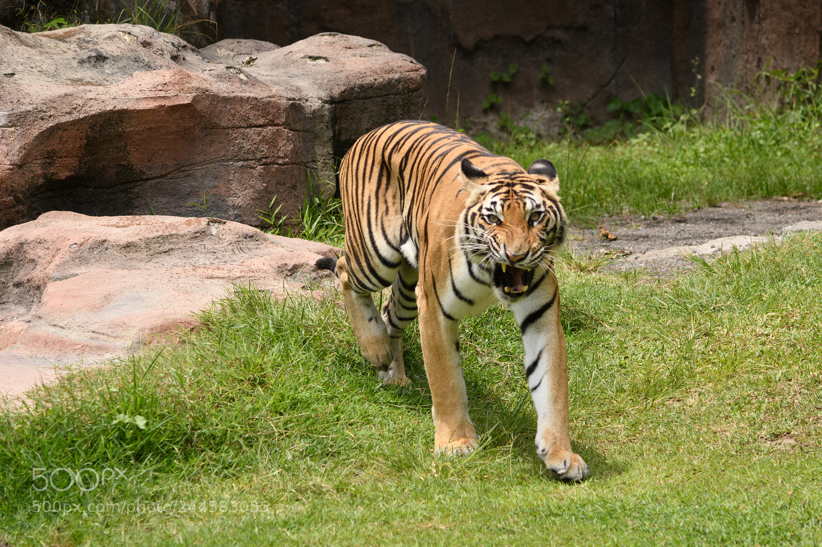 Nikon D7500 sample photo. Tiger photography