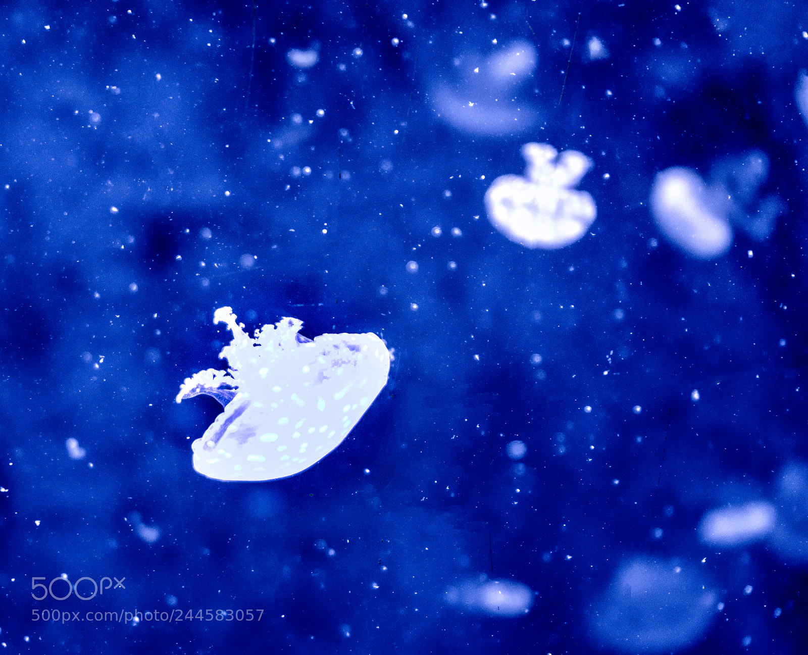 Sony a7R sample photo. Jellyfish photography
