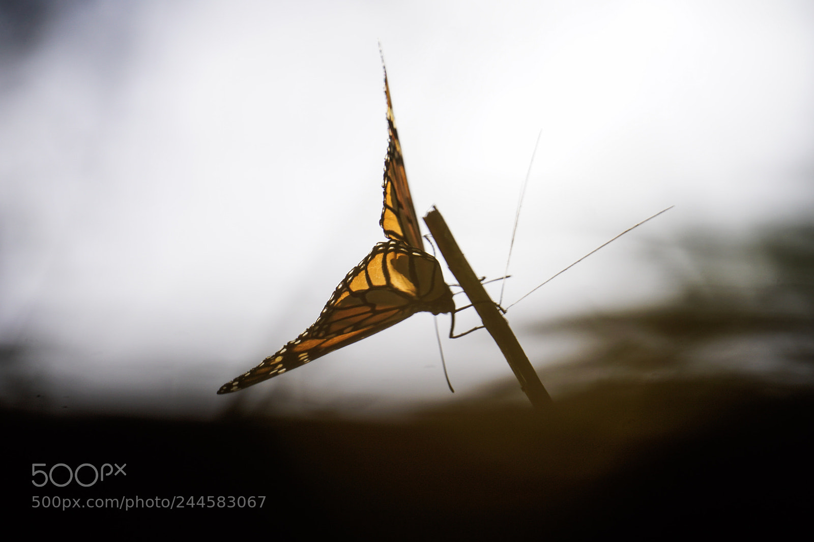 Sony a6500 sample photo. Monarch butterfly photography