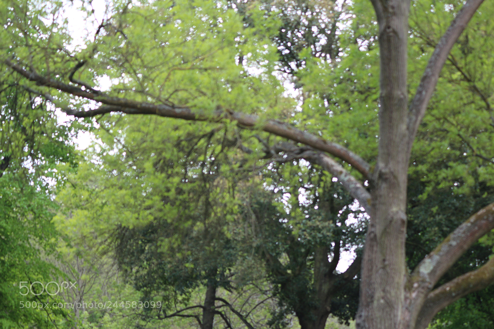 Canon EOS 650D (EOS Rebel T4i / EOS Kiss X6i) sample photo. Img photography