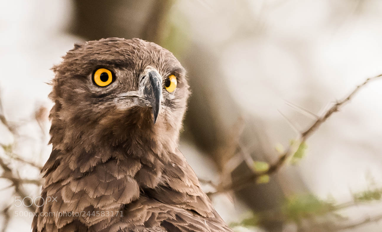 Nikon D5 sample photo. Brown snake eagle photography
