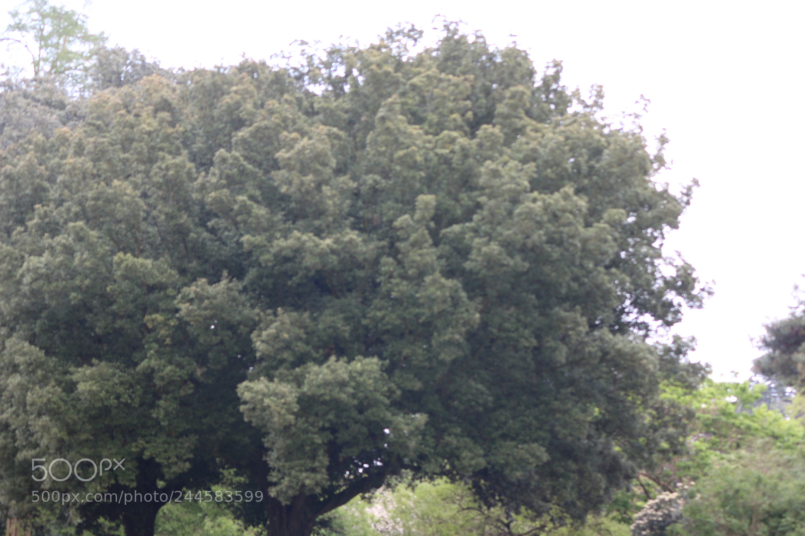 Canon EOS 650D (EOS Rebel T4i / EOS Kiss X6i) sample photo. Img photography