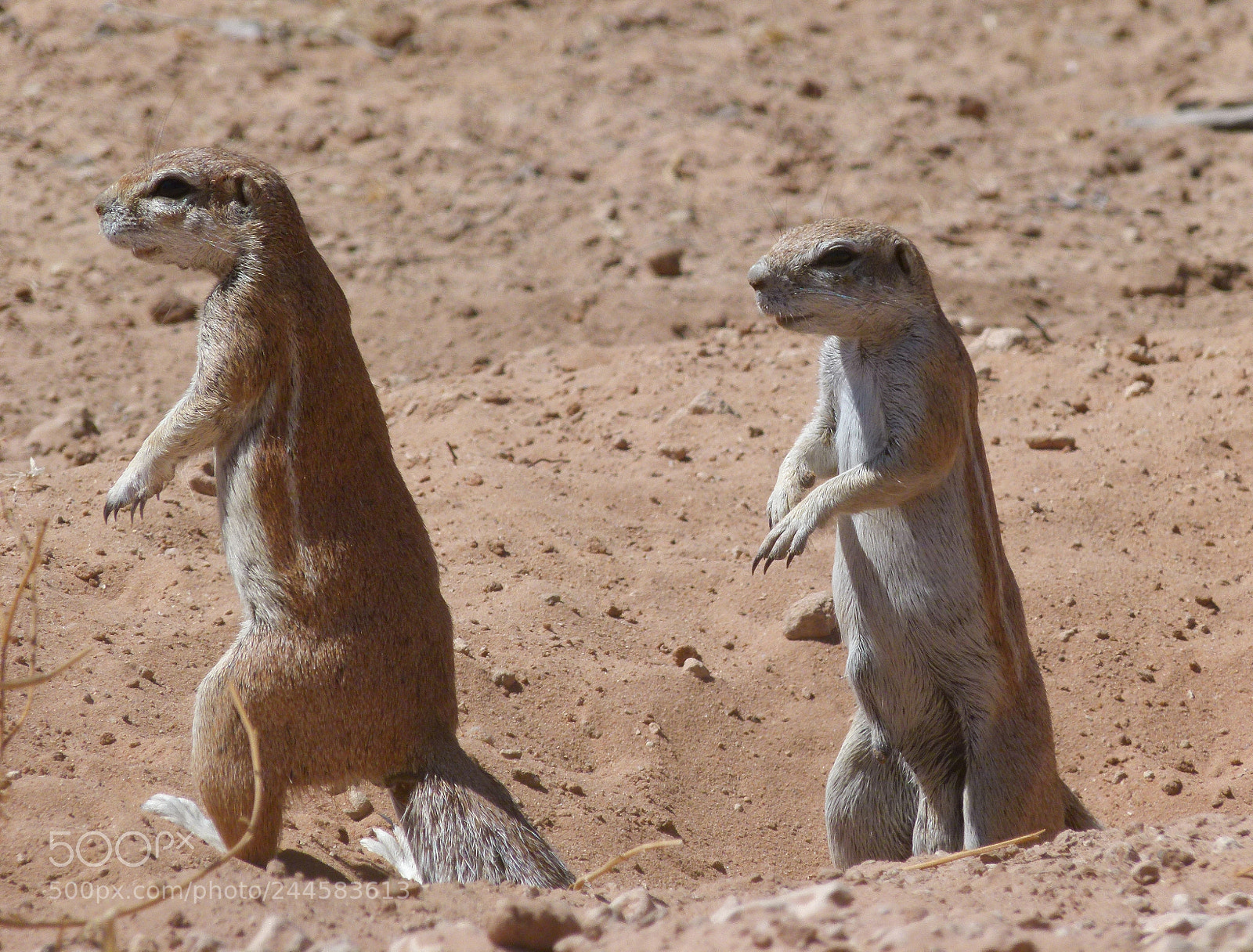 Panasonic Lumix DMC-FZ100 sample photo. Ground squirrel photography