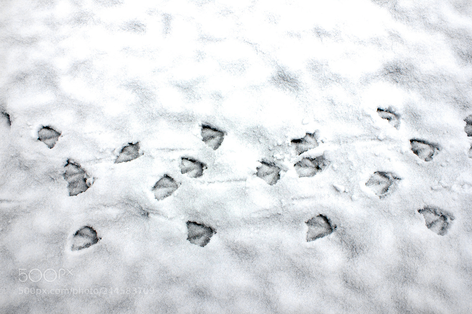 Canon EOS 550D (EOS Rebel T2i / EOS Kiss X4) sample photo. 雪 photography