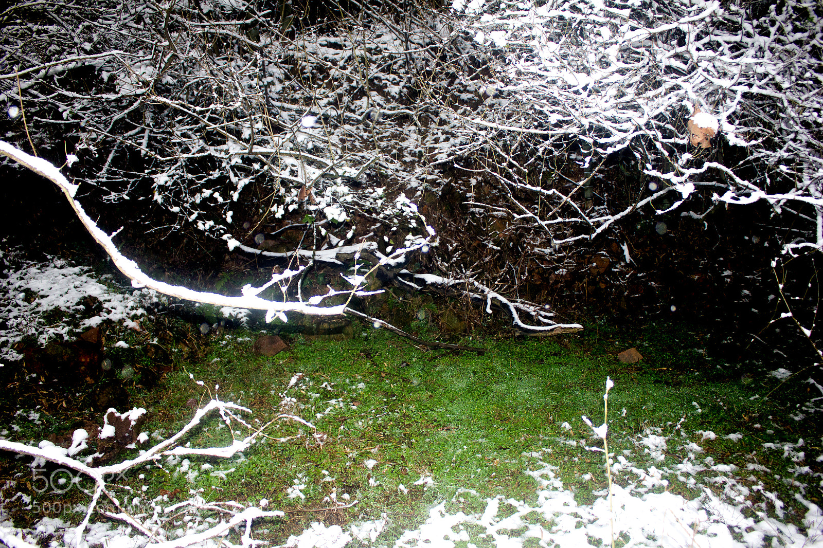 Canon EOS 550D (EOS Rebel T2i / EOS Kiss X4) sample photo. 雪 photography