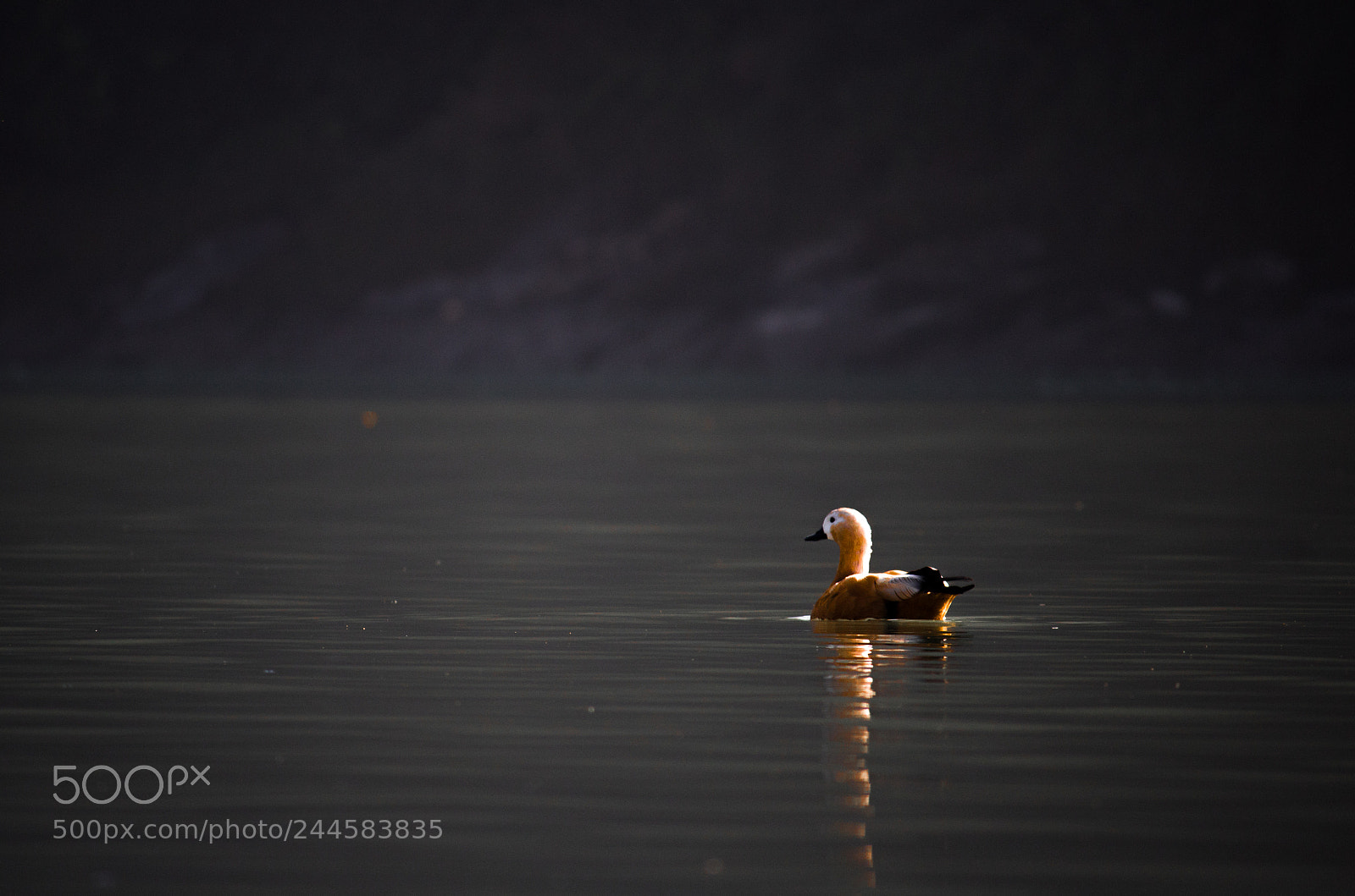 Canon EOS 1300D (EOS Rebel T6 / EOS Kiss X80) sample photo. Ruddy shell duck photography