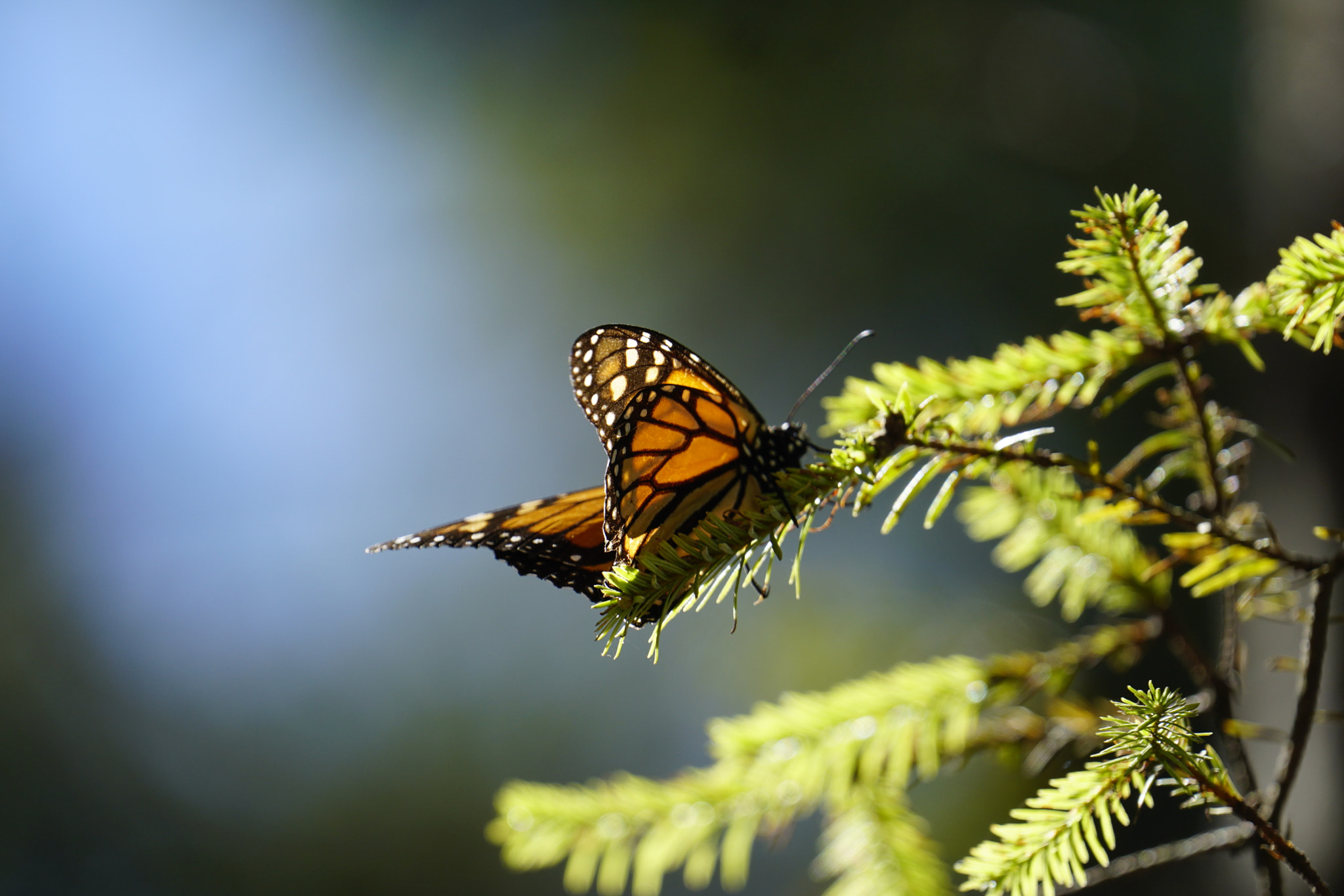 Sony FE 70-300mm F4.5-5.6 G OSS sample photo. Monarch butterfly 2 photography