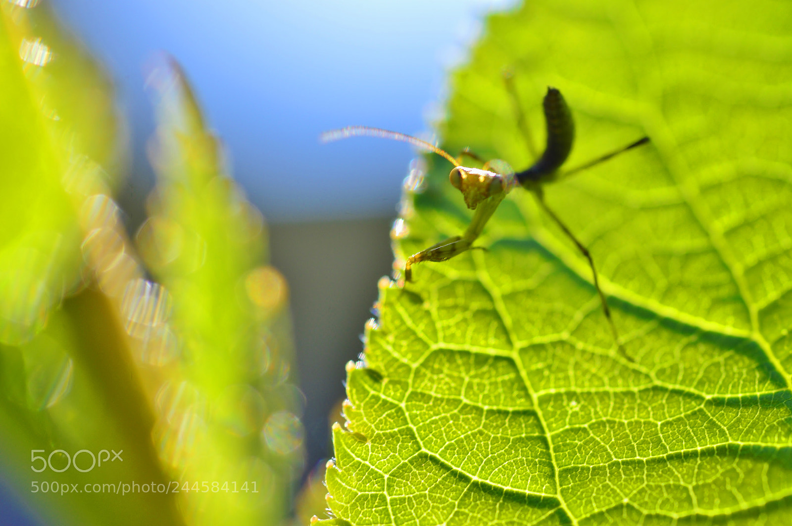 Nikon D3200 sample photo. Garden nature......springtime photography