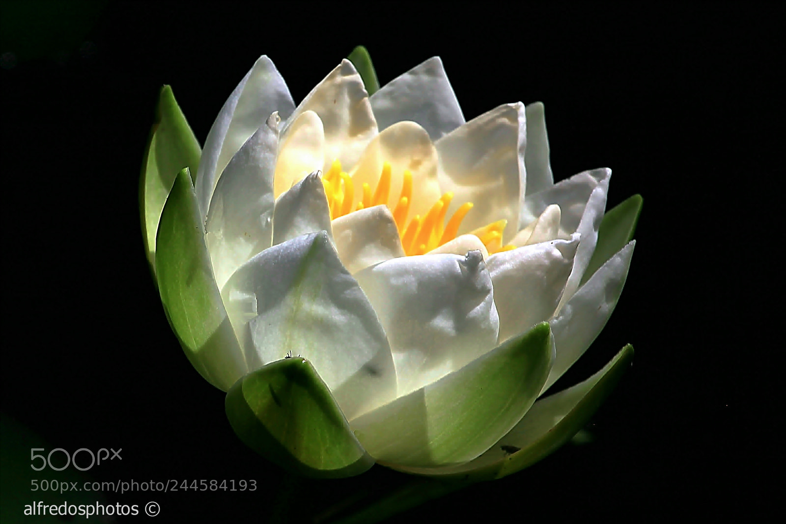 Canon EOS 50D sample photo. Seerose photography
