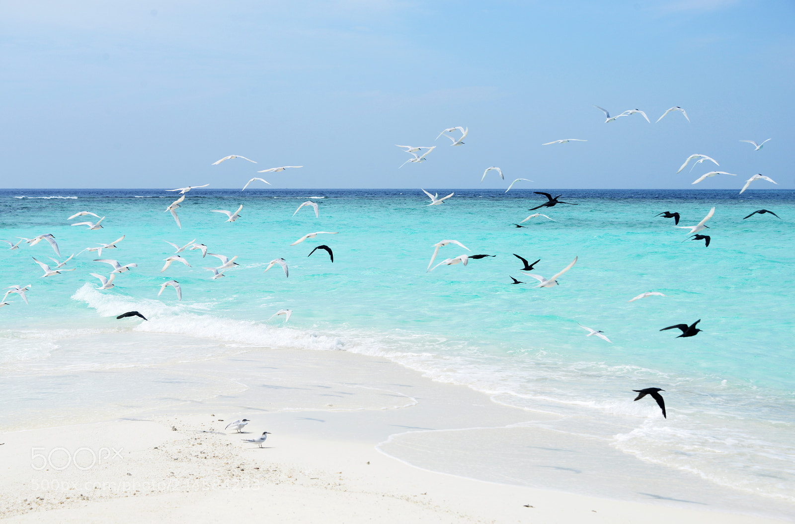 Nikon D800 sample photo. Birds in maldives photography
