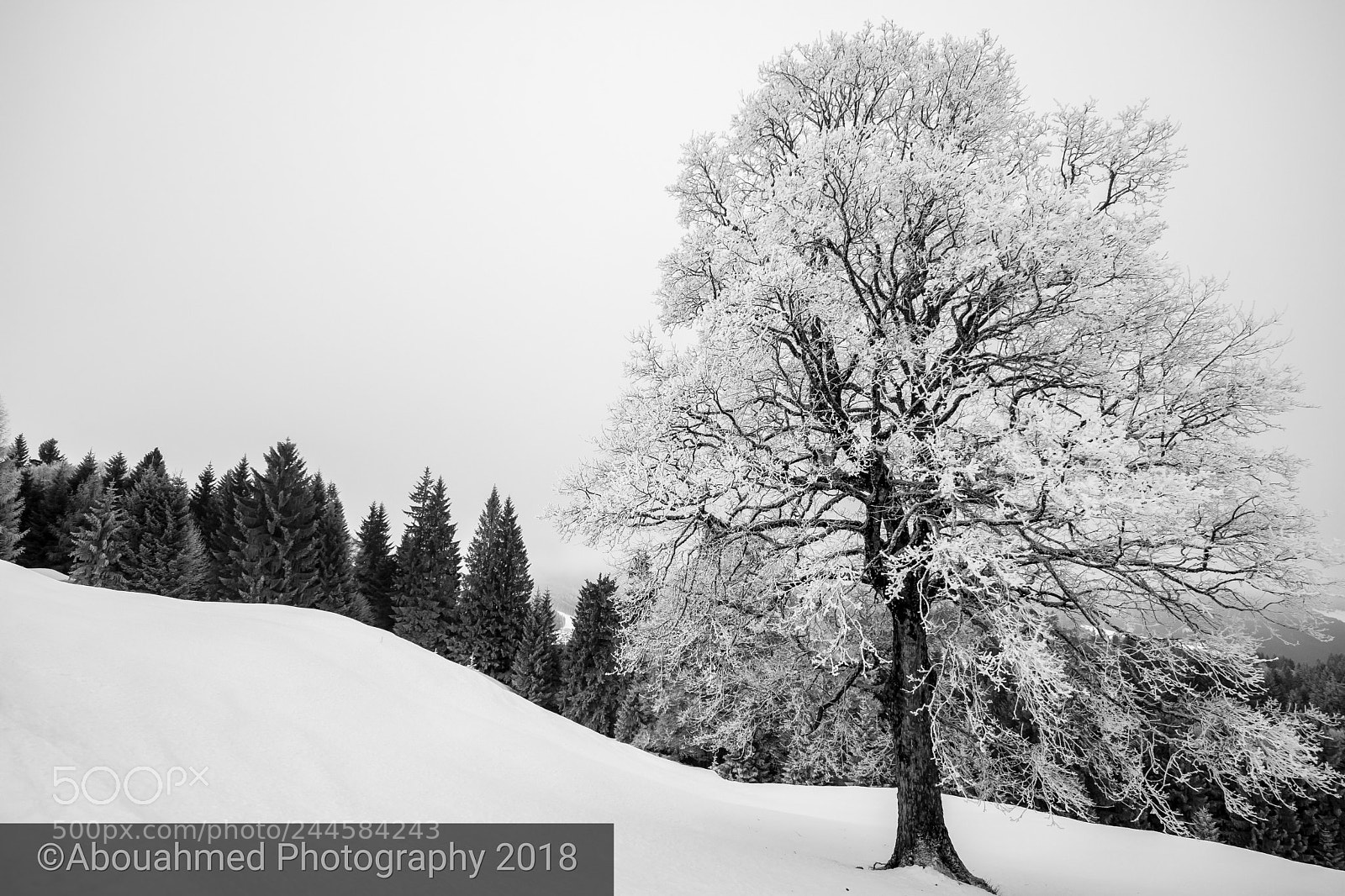 Nikon D7100 sample photo. Treescape photography