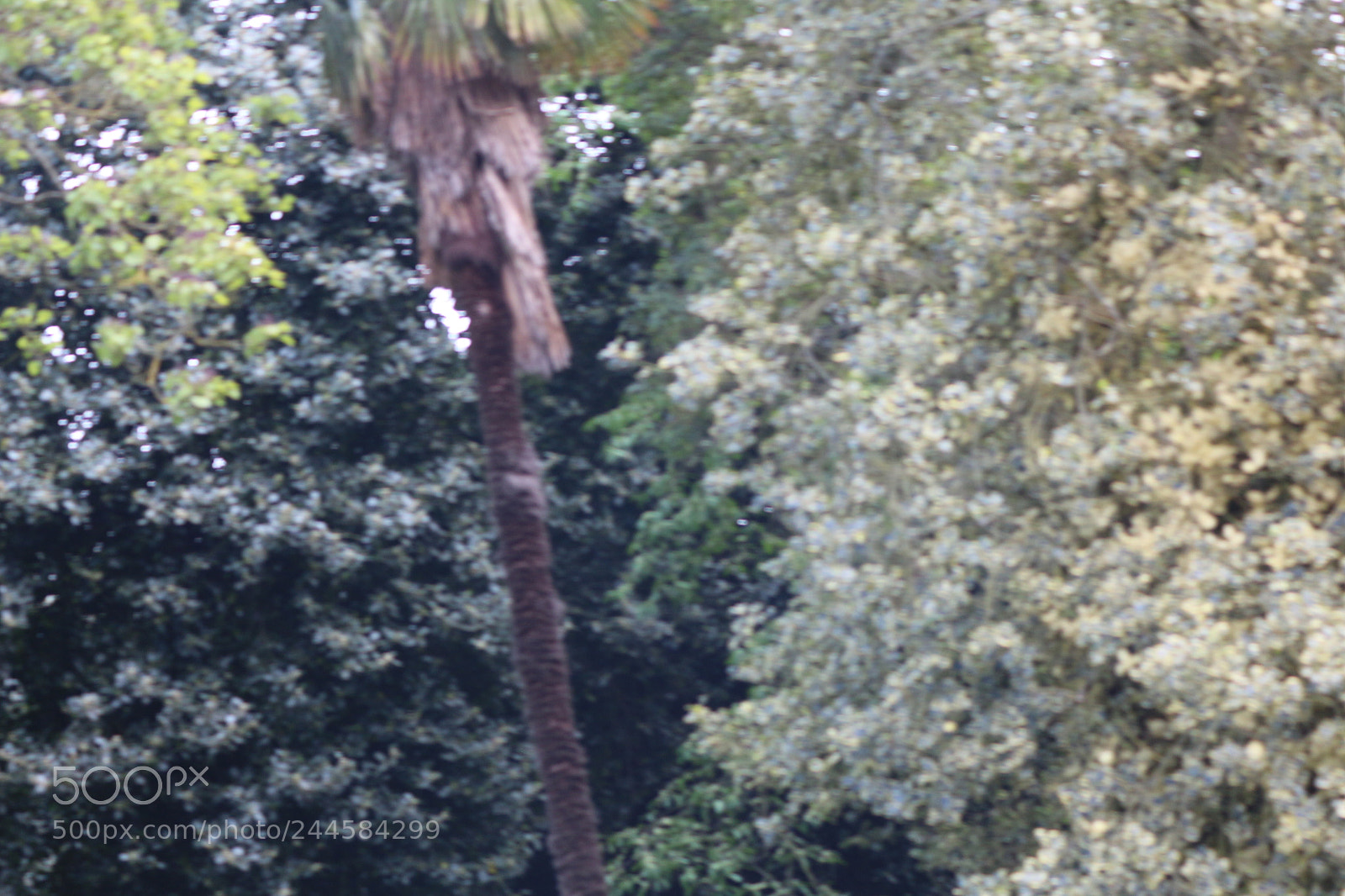 Canon EOS 650D (EOS Rebel T4i / EOS Kiss X6i) sample photo. Img photography