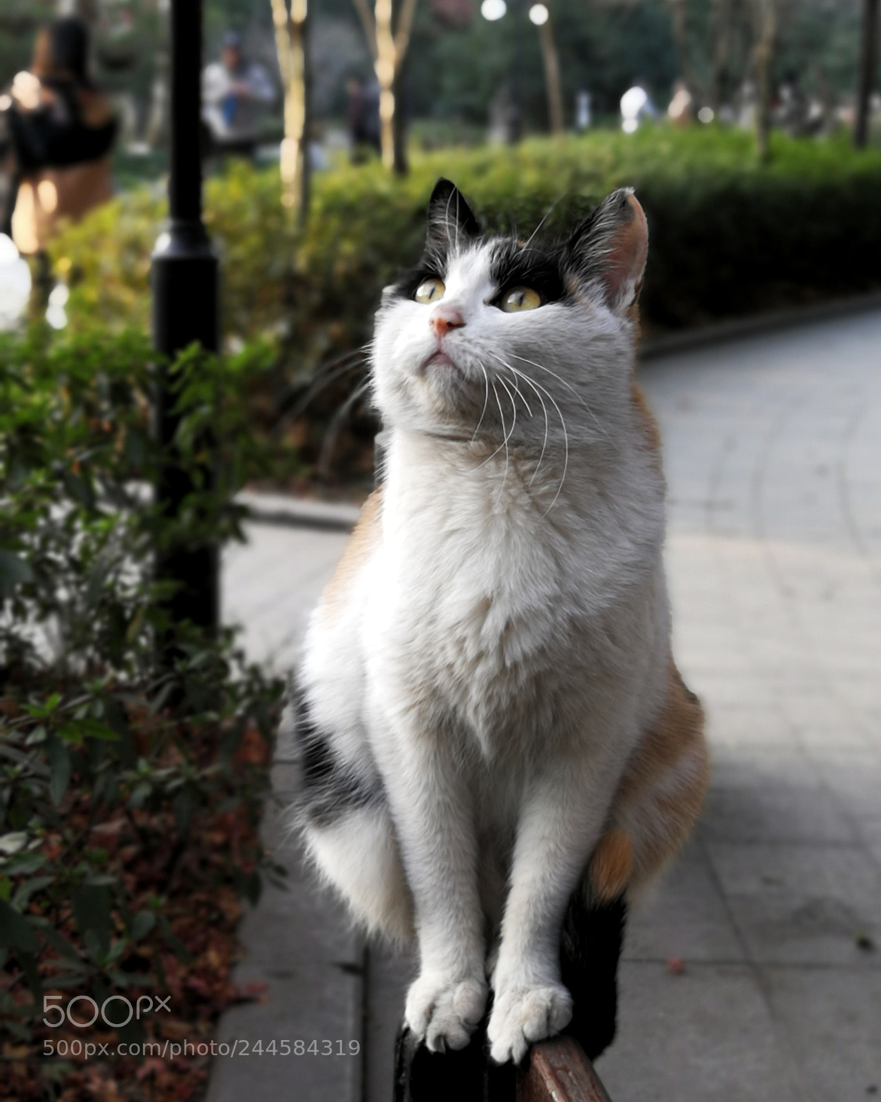 HUAWEI P10 Plus sample photo. A cat focusing on photography