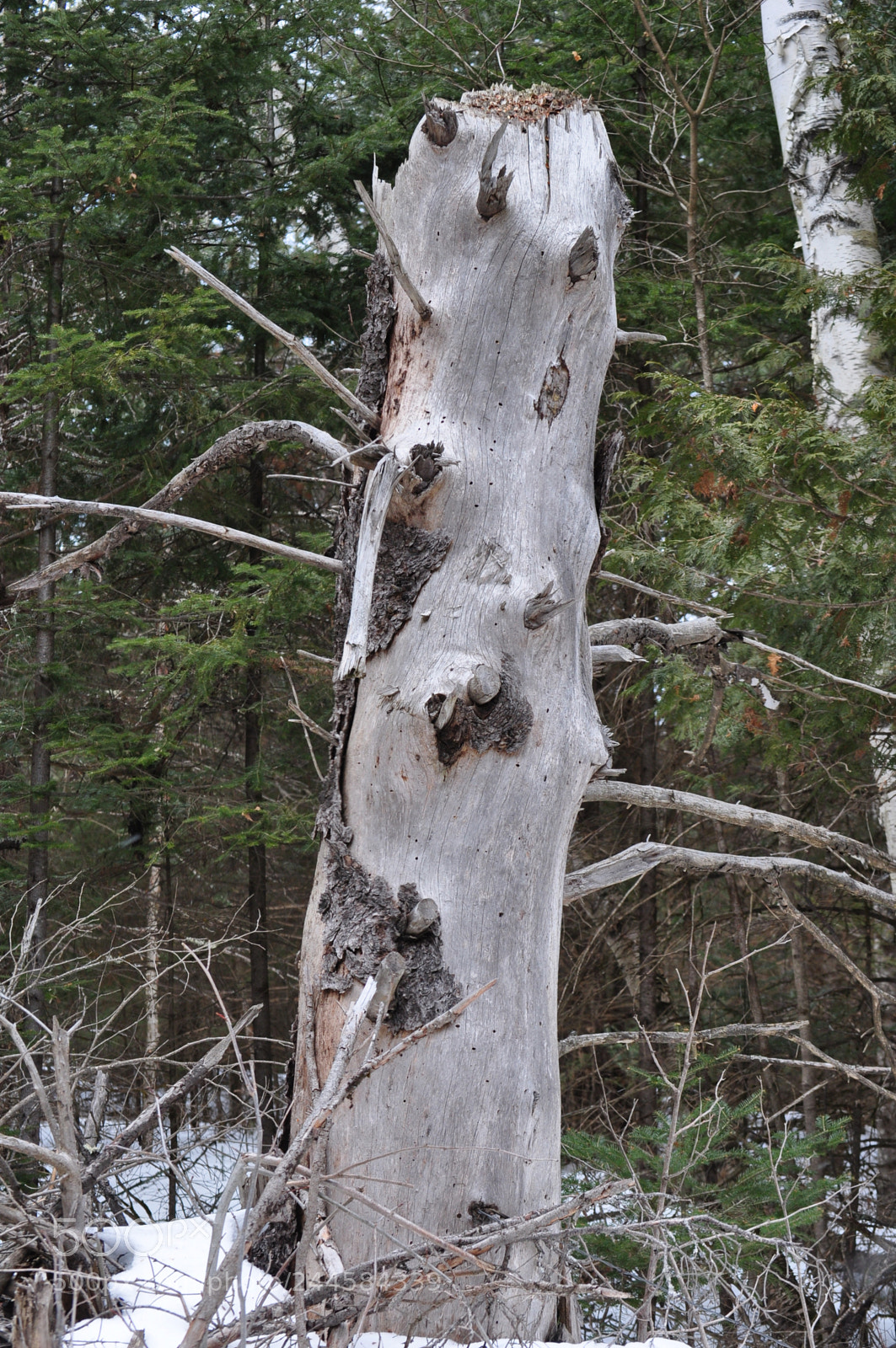 Nikon D5000 sample photo. Old stumpy photography