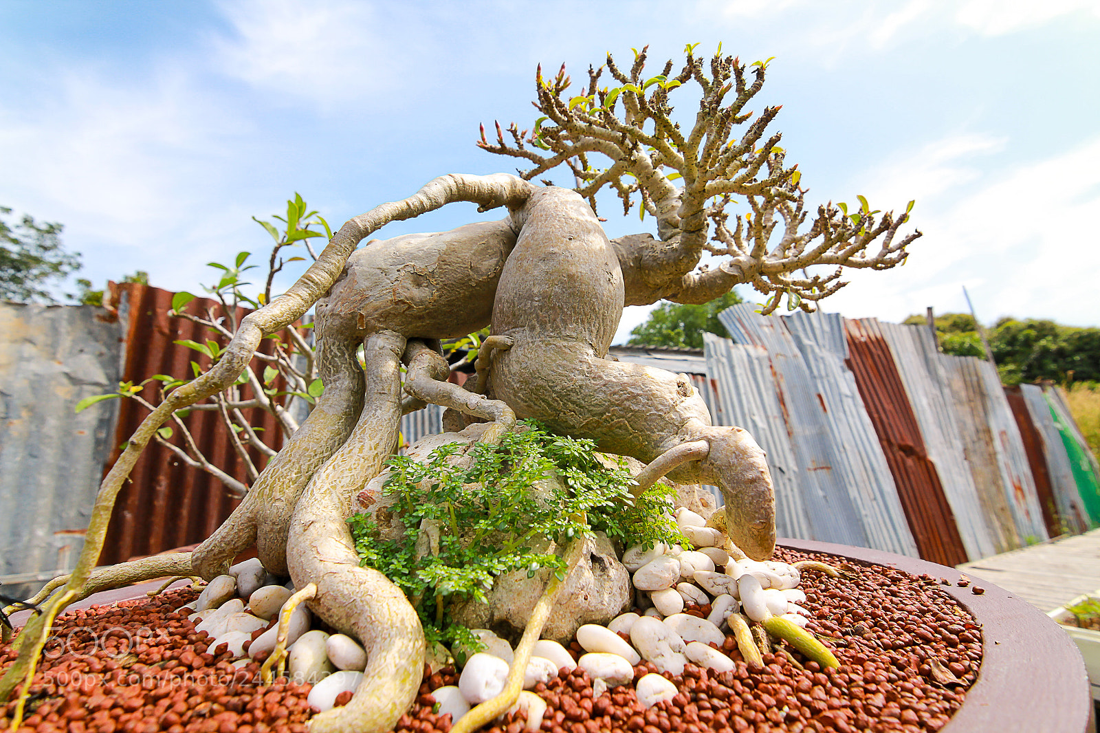 Canon EOS 60D sample photo. Azalea bonsai. photography