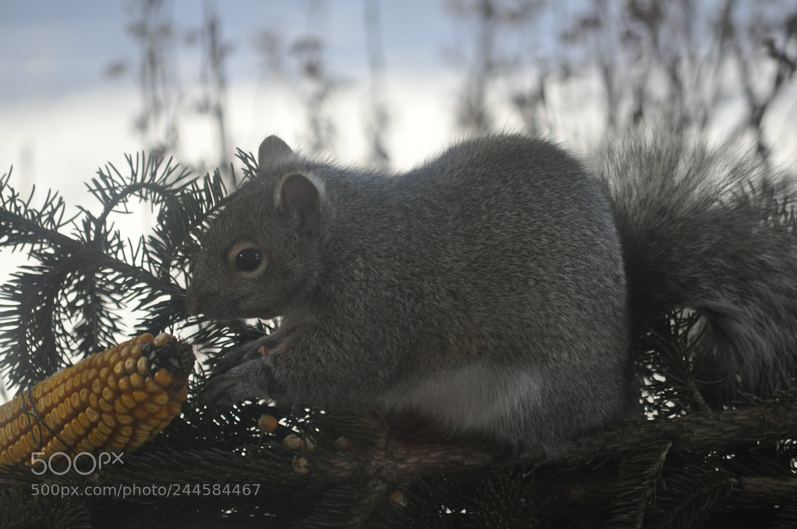 Nikon D5000 sample photo. Breakfast photography