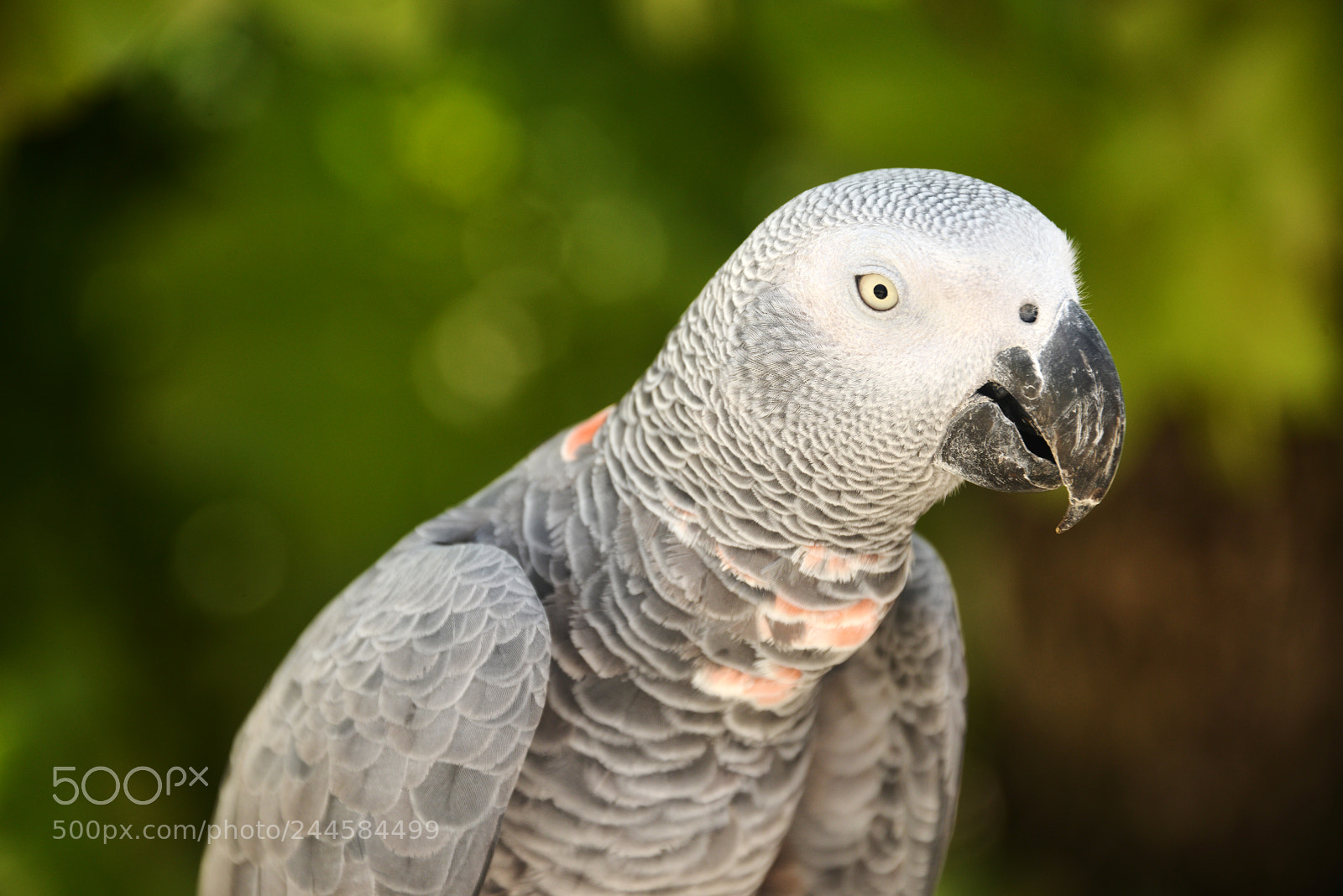 Nikon D800 sample photo. African gray parrot photography