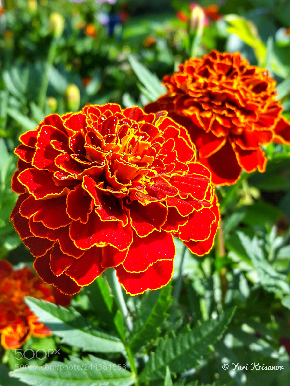 Samsung Galaxy Alpha sample photo. Marigold flowers photography