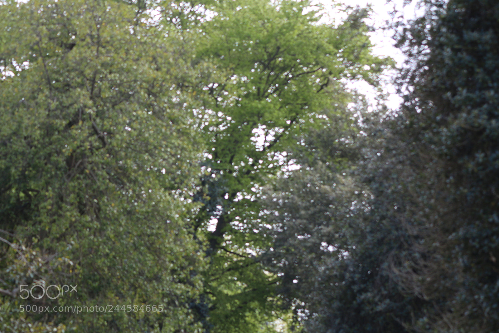 Canon EOS 650D (EOS Rebel T4i / EOS Kiss X6i) sample photo. Img photography