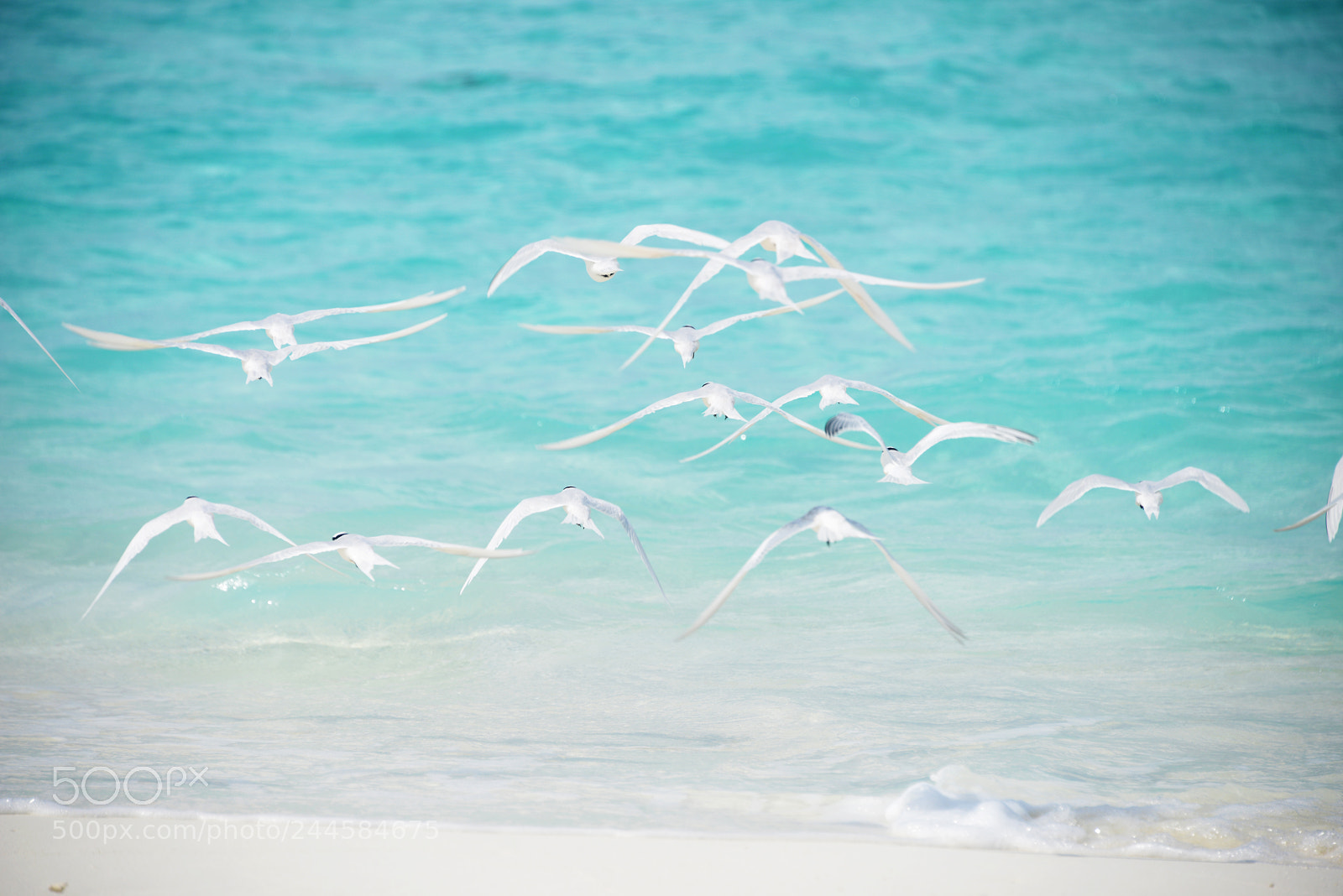 Nikon D800 sample photo. Birds in maldives photography