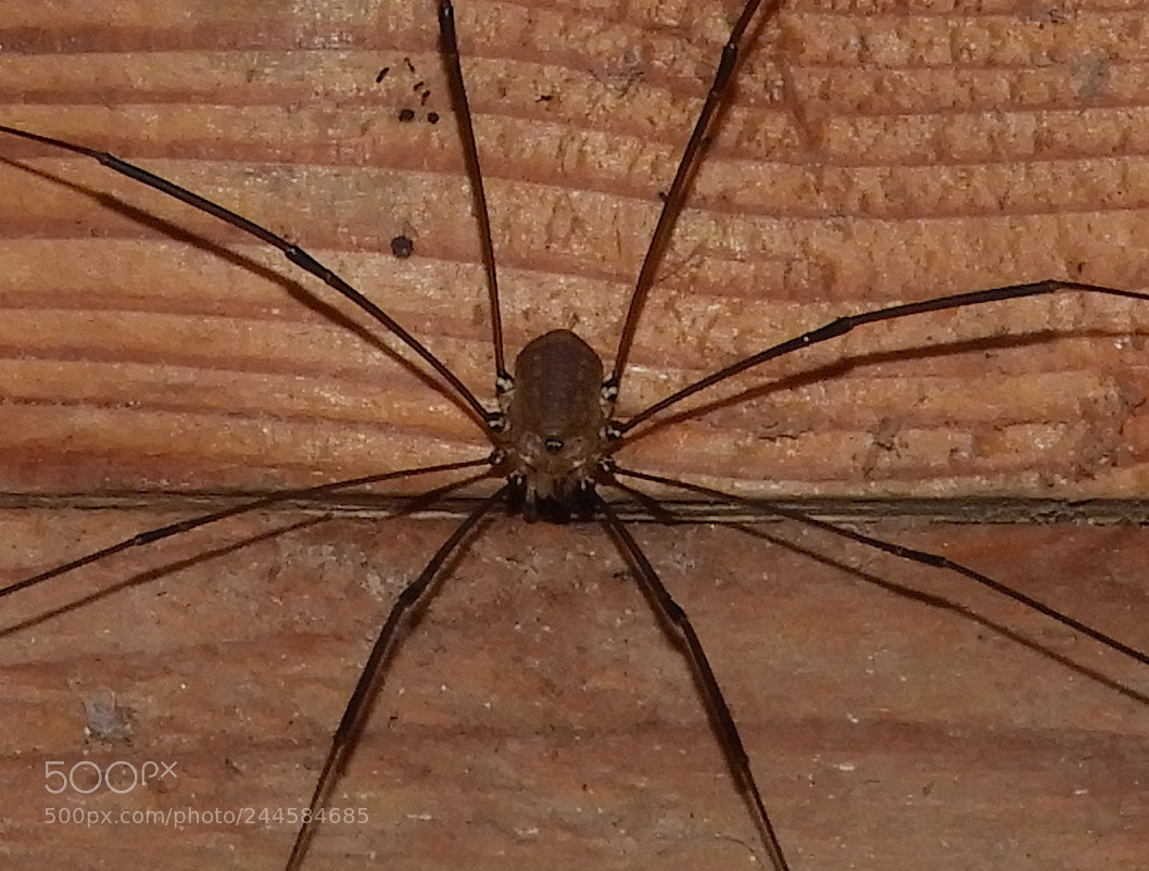 Nikon Coolpix B700 sample photo. Harvestman (opiliones) photography