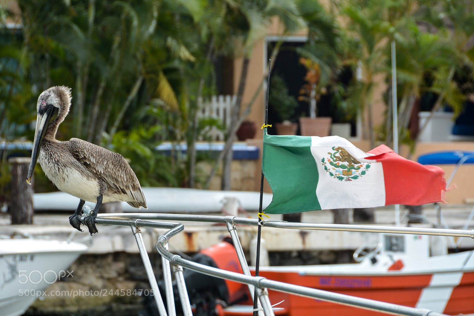 Nikon D7100 sample photo. Sieste mexicaine du p photography
