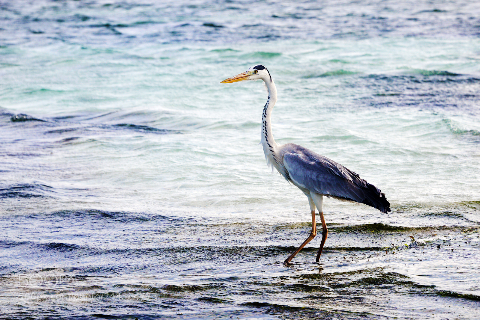 Nikon D800 sample photo. Gray heron? photography