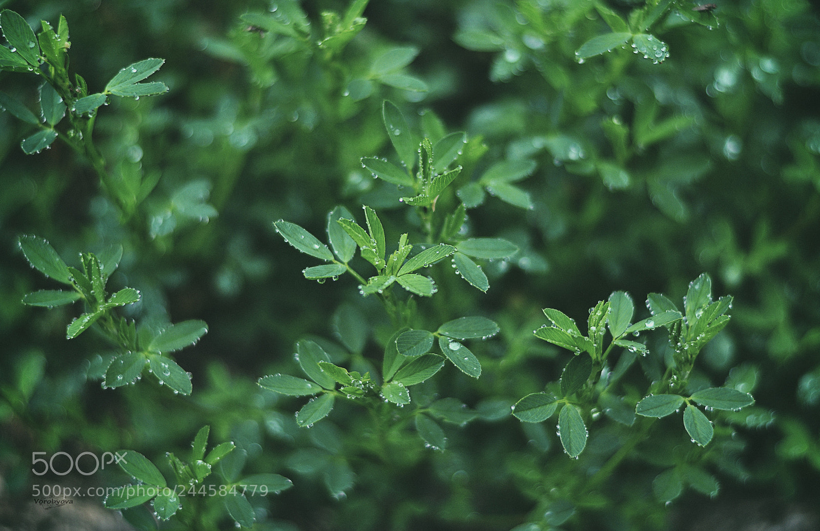Nikon D5000 sample photo. Spring rain photography