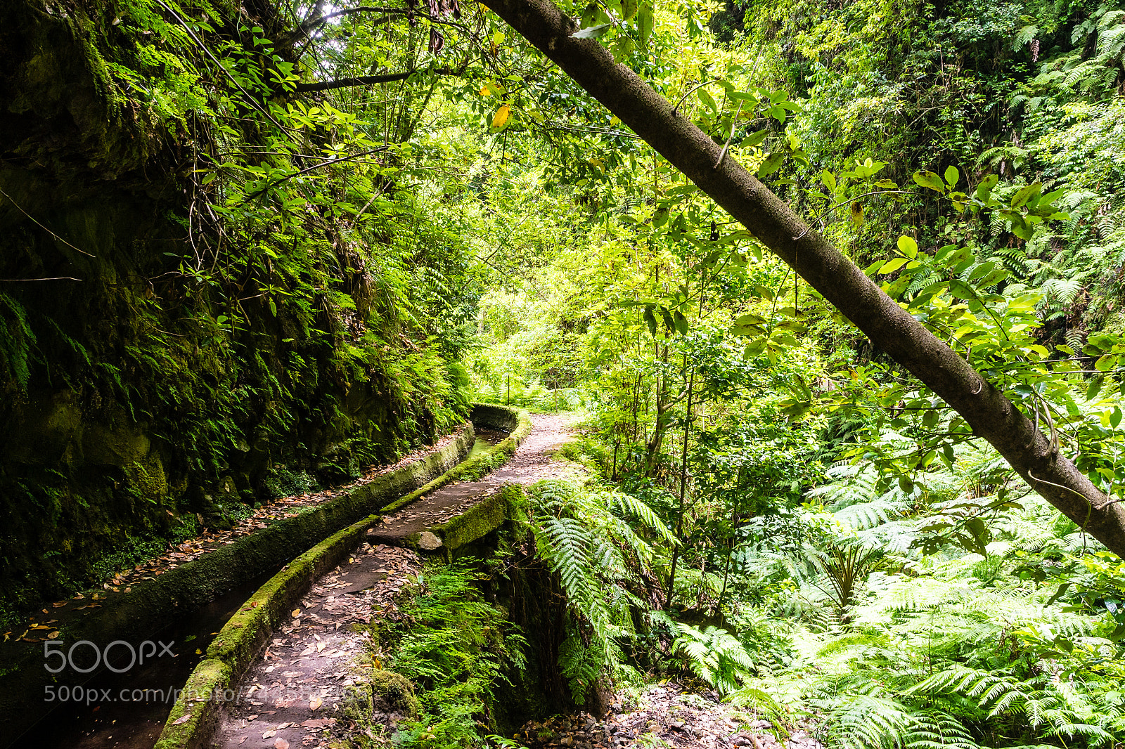 Olympus OM-D E-M5 sample photo. Levada in madeira photography