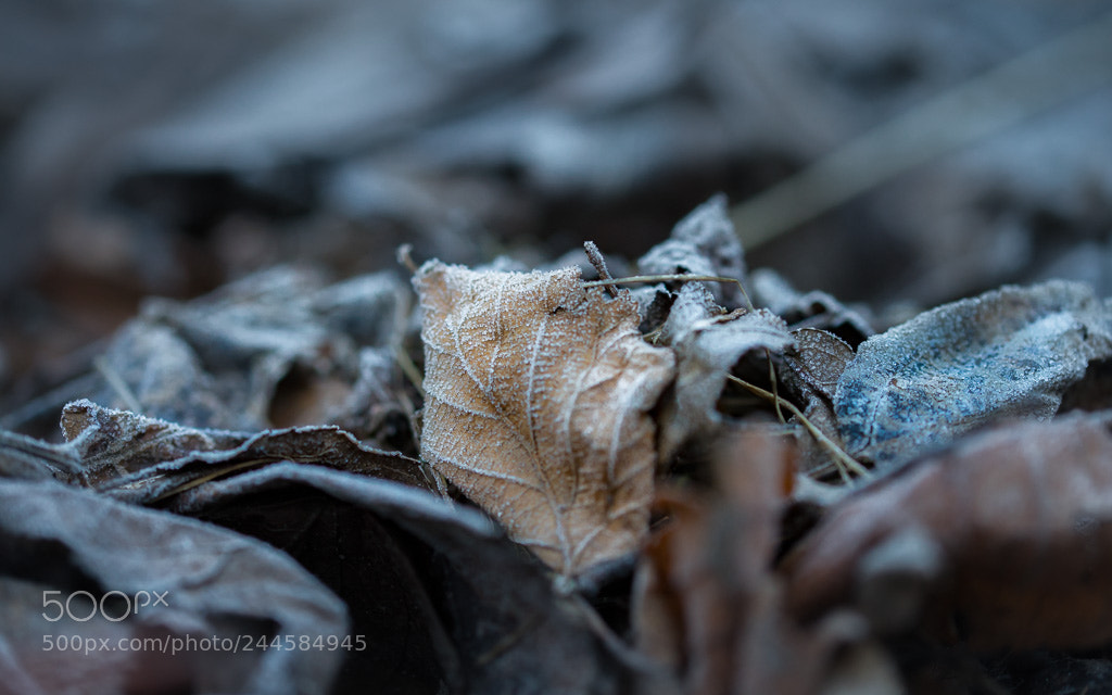Sony a7 II sample photo. Leafs and winter photography