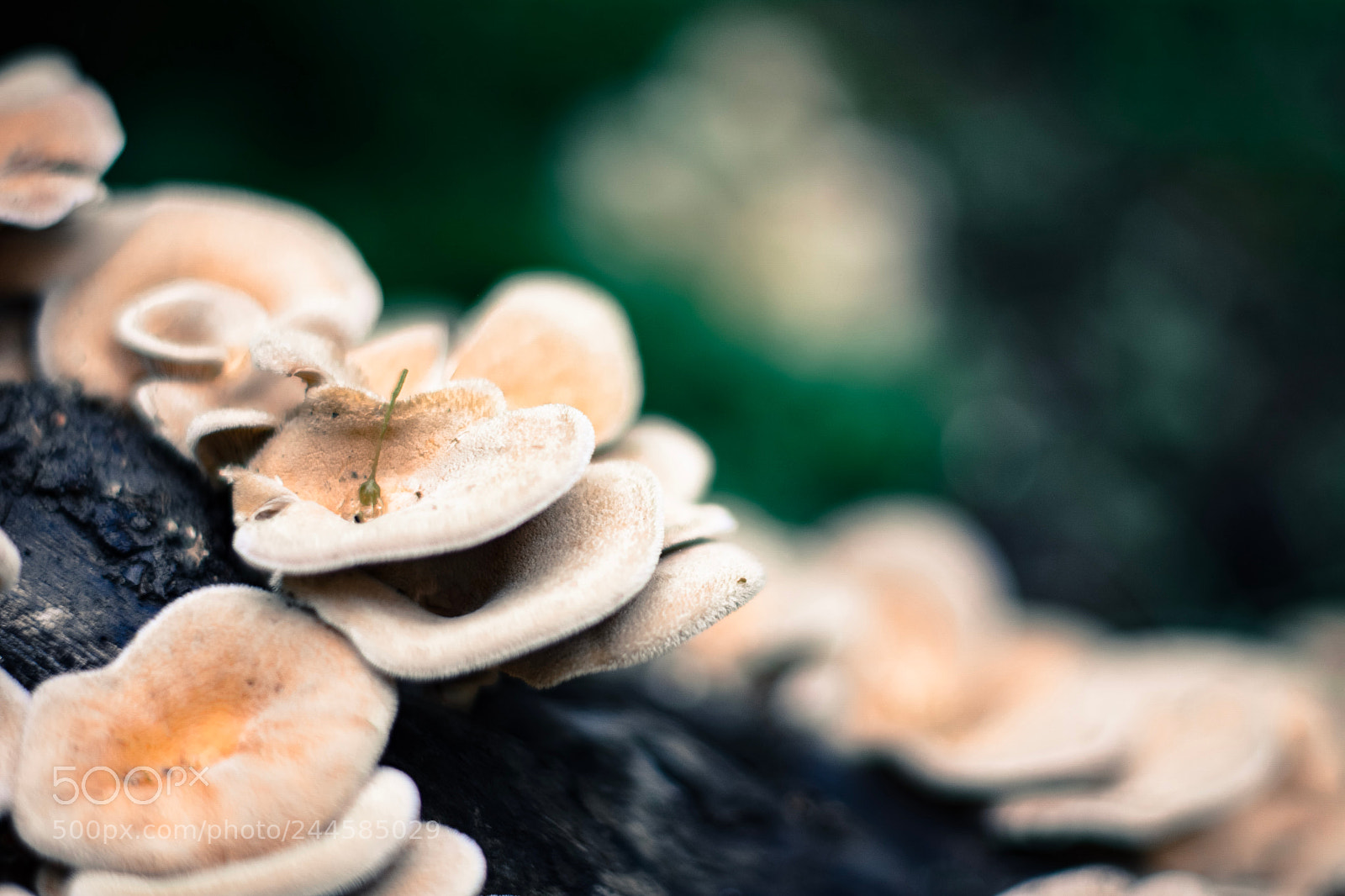 Nikon D7100 sample photo. Mushrooms in the forest? photography