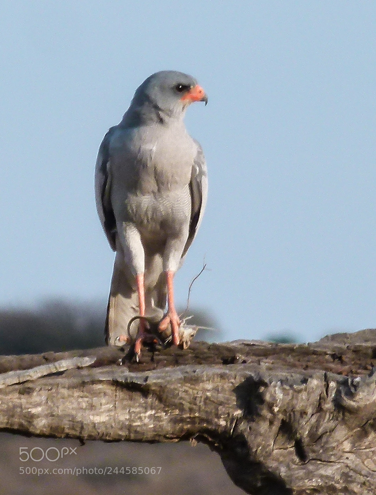 Panasonic Lumix DMC-FZ100 sample photo. Falcon got the mouse photography