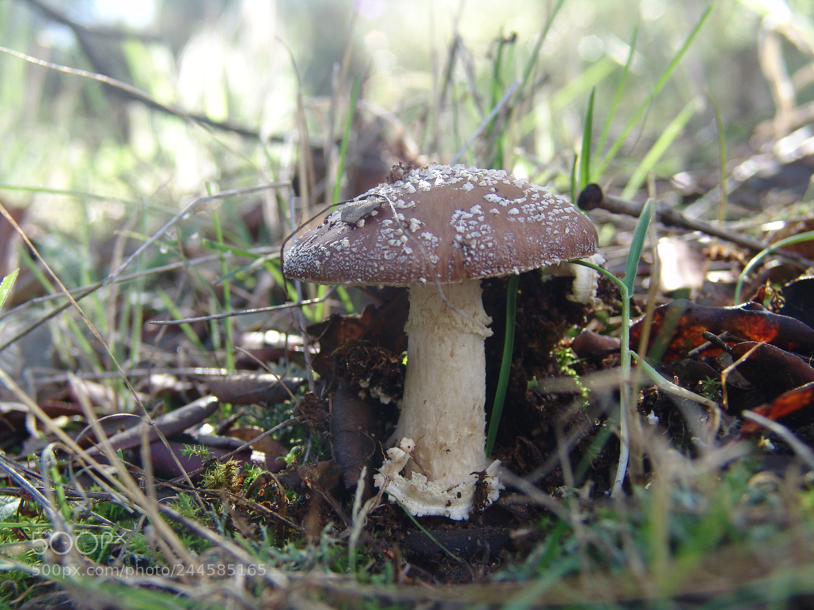 Sony DSC-F828 sample photo. Amanita pantherina photography