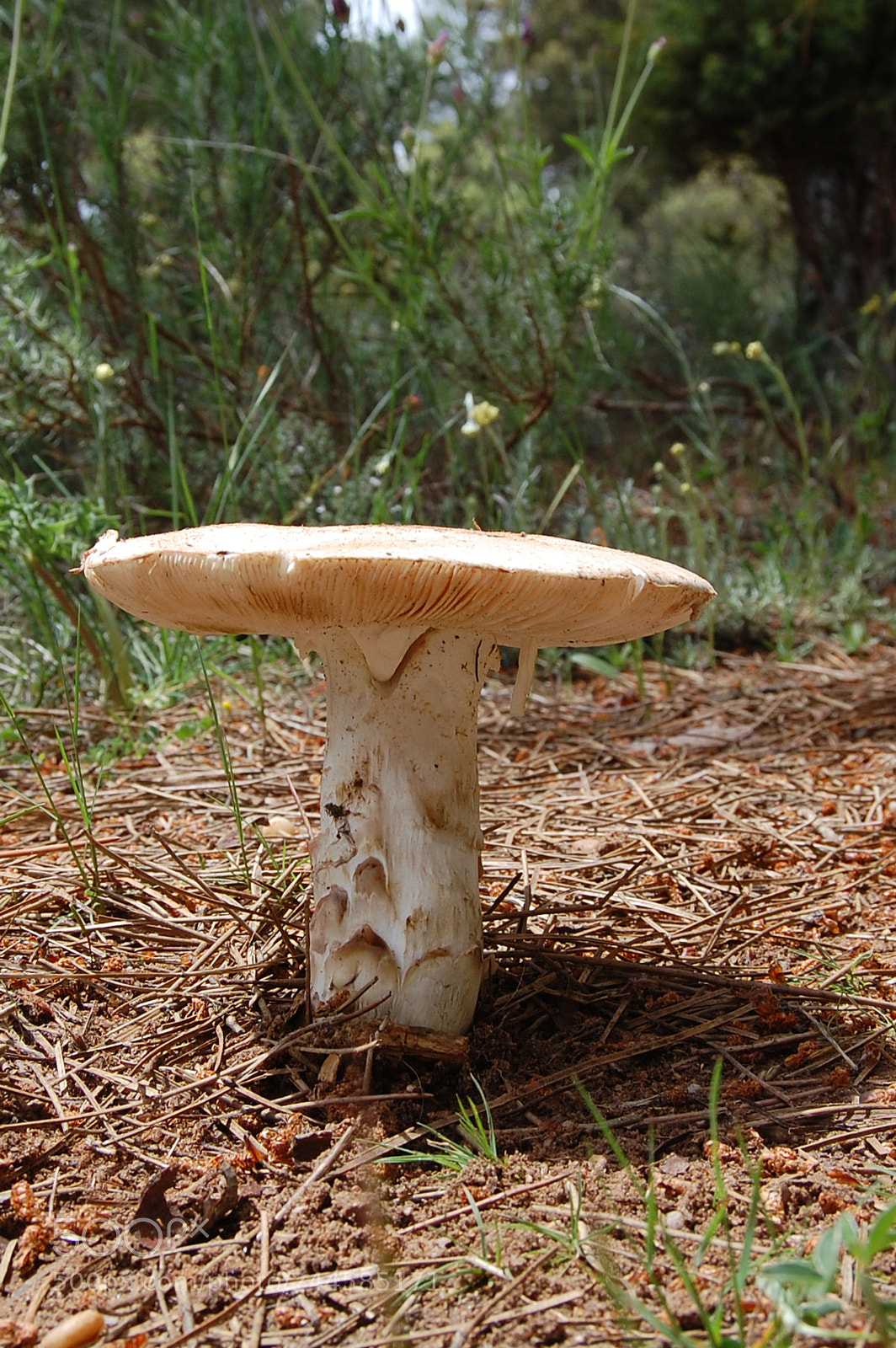 Nikon D40 sample photo. Amanita solitaria photography