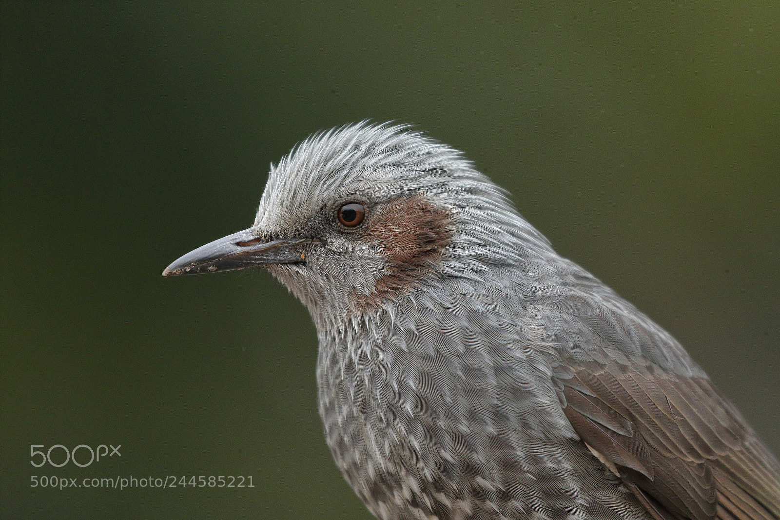 Canon EOS 7D Mark II sample photo. Portrait 1497 photography