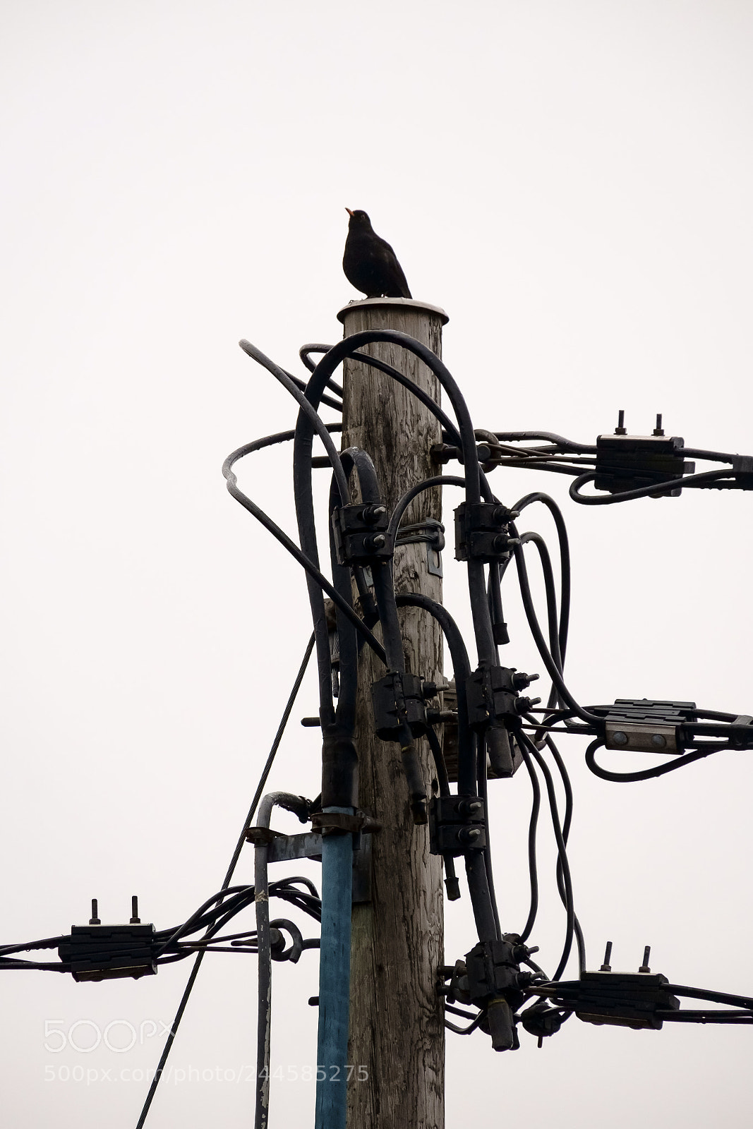 Fujifilm X-E1 sample photo. Electric blackbird singing photography