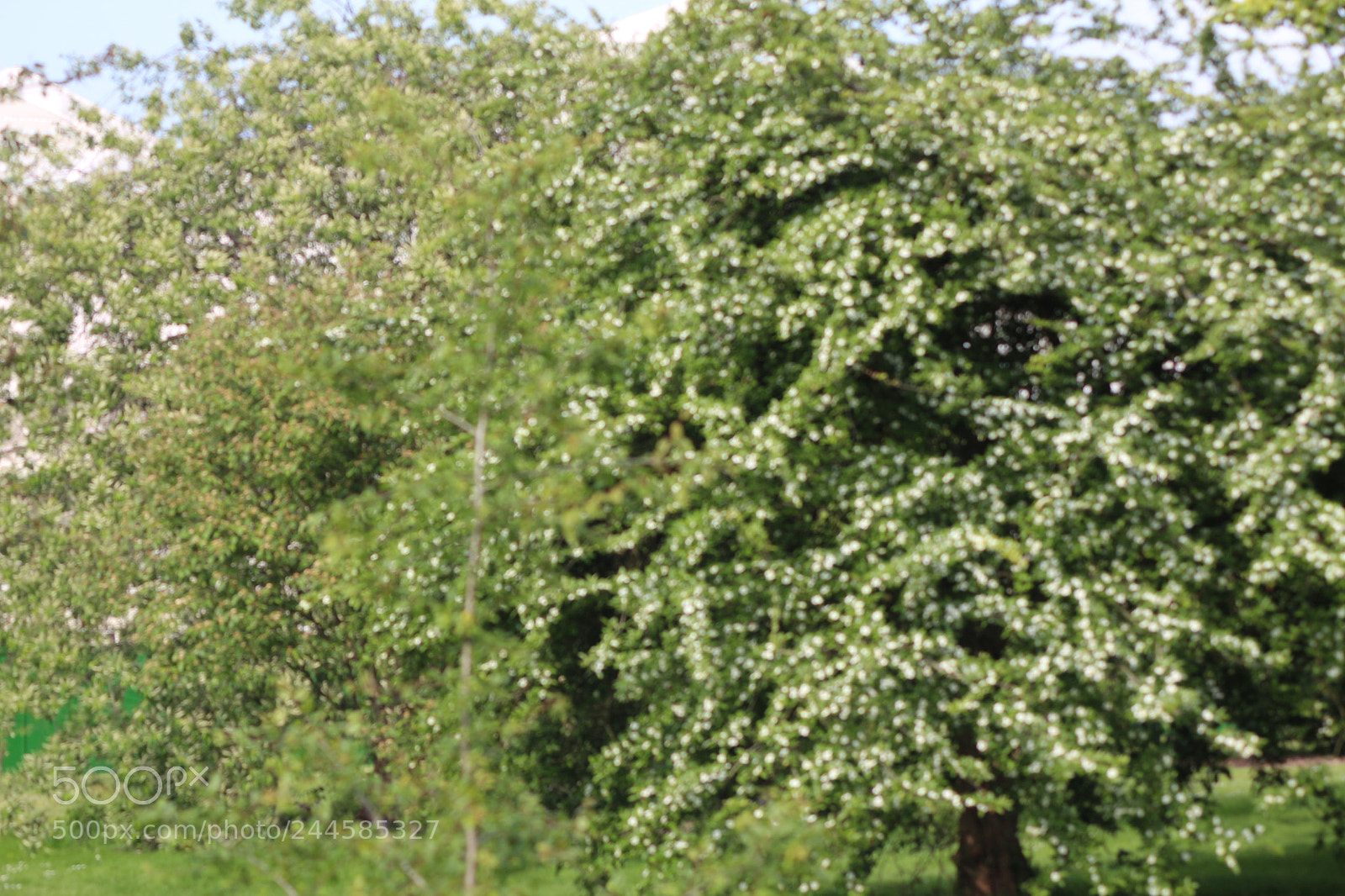 Canon EOS 650D (EOS Rebel T4i / EOS Kiss X6i) sample photo. Img photography