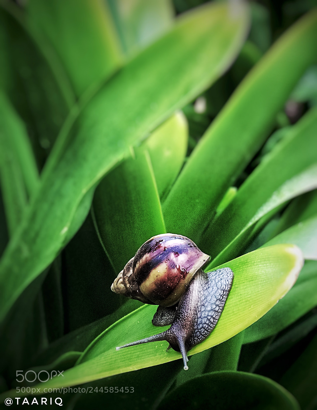 Apple iPhone 7 Plus sample photo. Morning snail photography