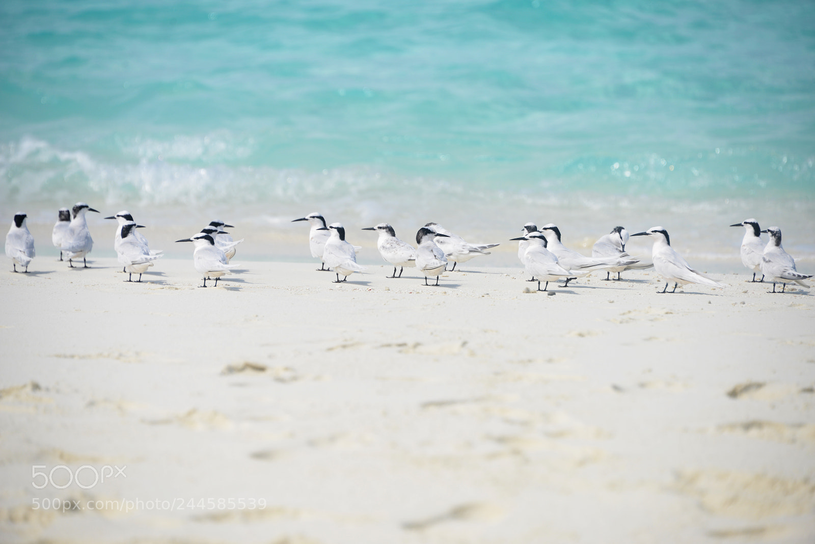 Nikon D800 sample photo. Black-naped tern in maldives photography